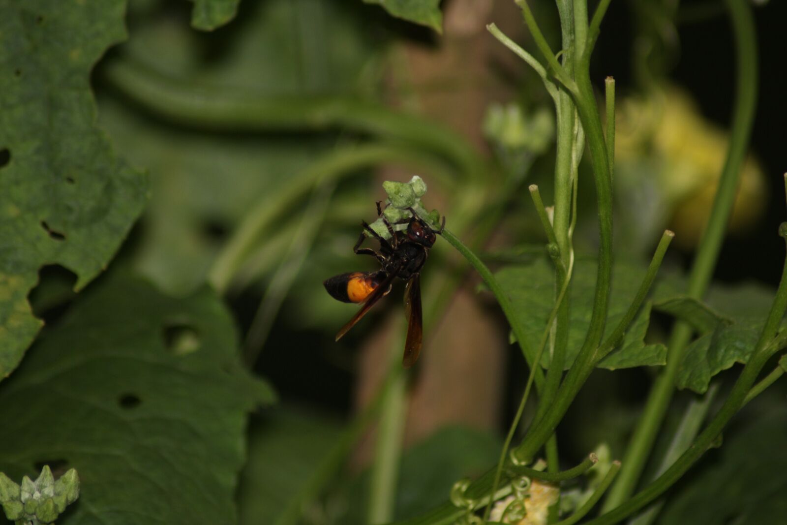 Canon EOS 700D (EOS Rebel T5i / EOS Kiss X7i) sample photo. Bee, hornet, a photography