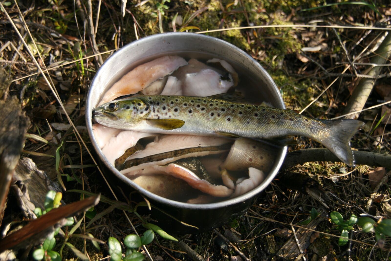 Canon EOS 30D sample photo. Trout, fish, cooking photography