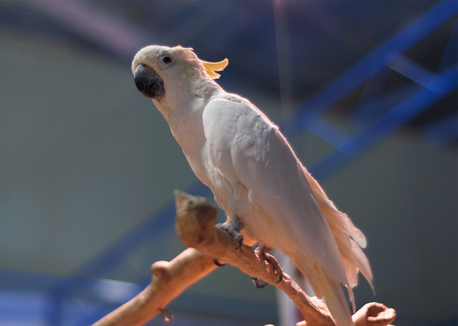 Nikon D90 sample photo. Parrot, cockatoo, bird photography
