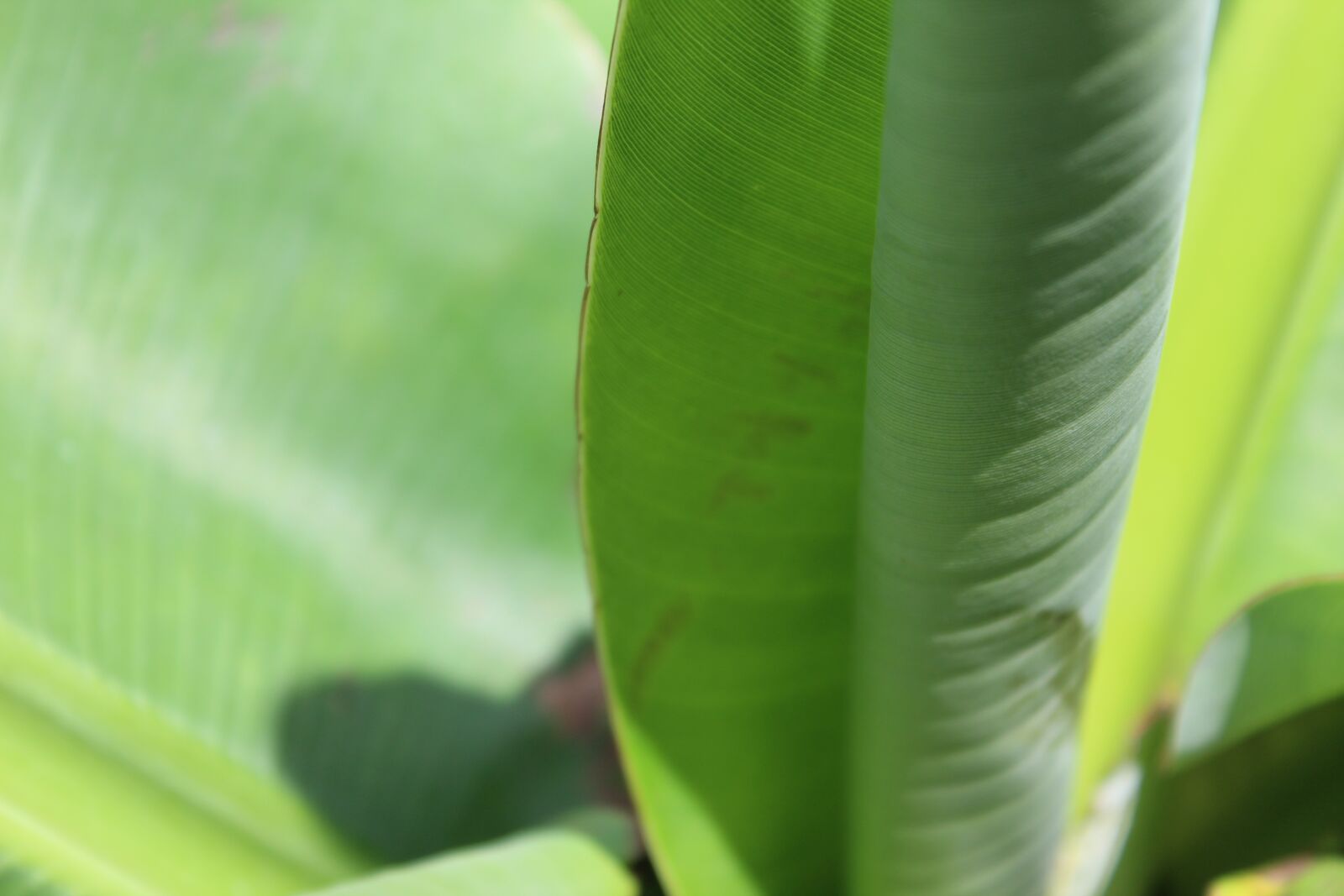 Canon EOS 1300D (EOS Rebel T6 / EOS Kiss X80) sample photo. Banana tree leaf, leaf photography