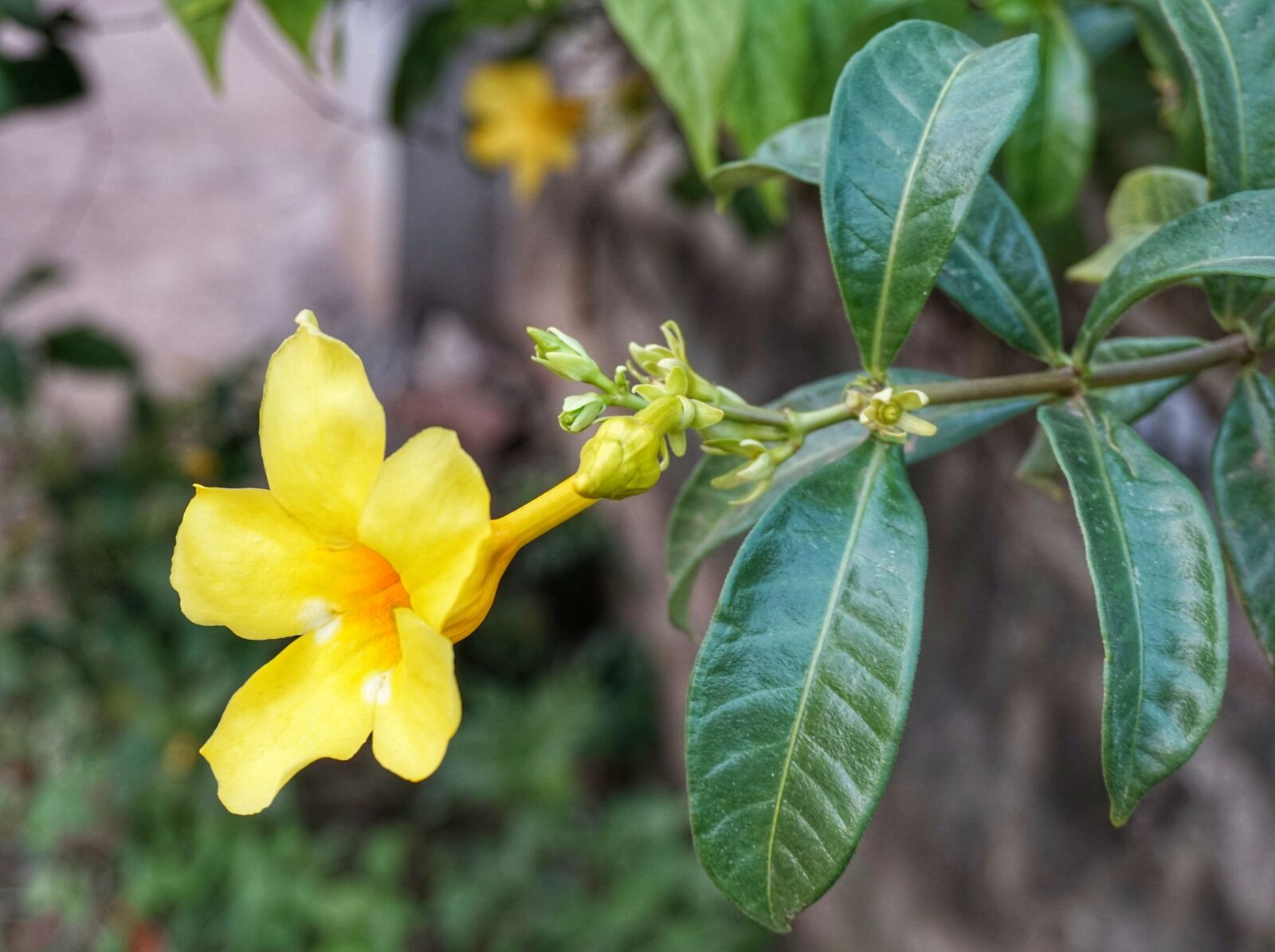 Sony a6300 sample photo. Green leaf manzanita blossoms photography