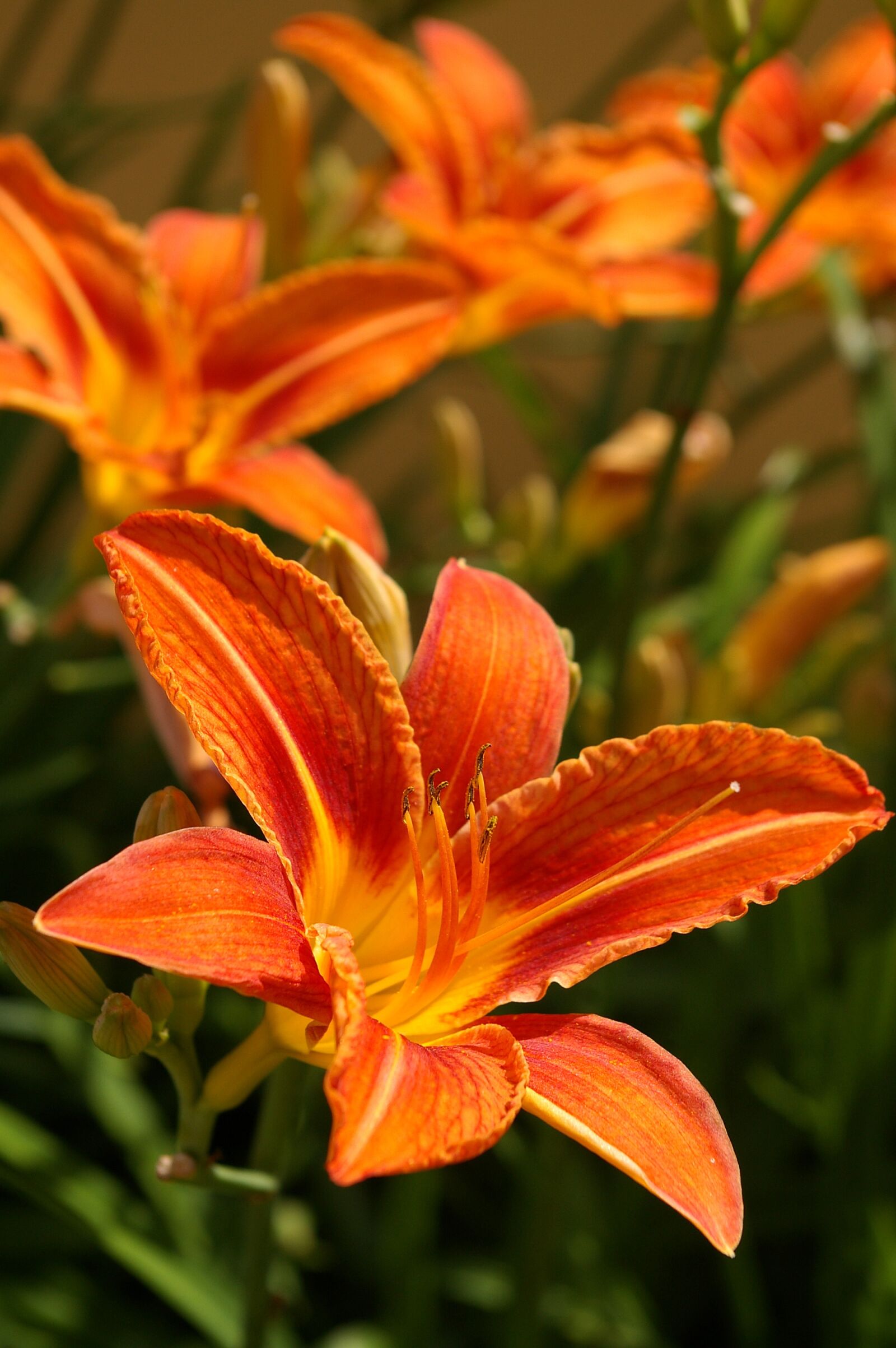 Pentax *ist DL2 sample photo. Daylily, blossom, bloom photography