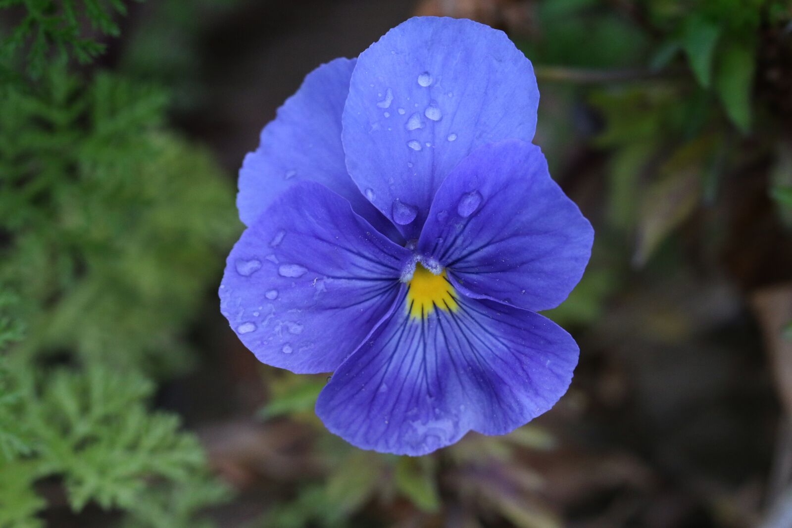 Canon EOS 70D + Canon EF 100mm F2.8 Macro USM sample photo. Purple, violet, pink photography