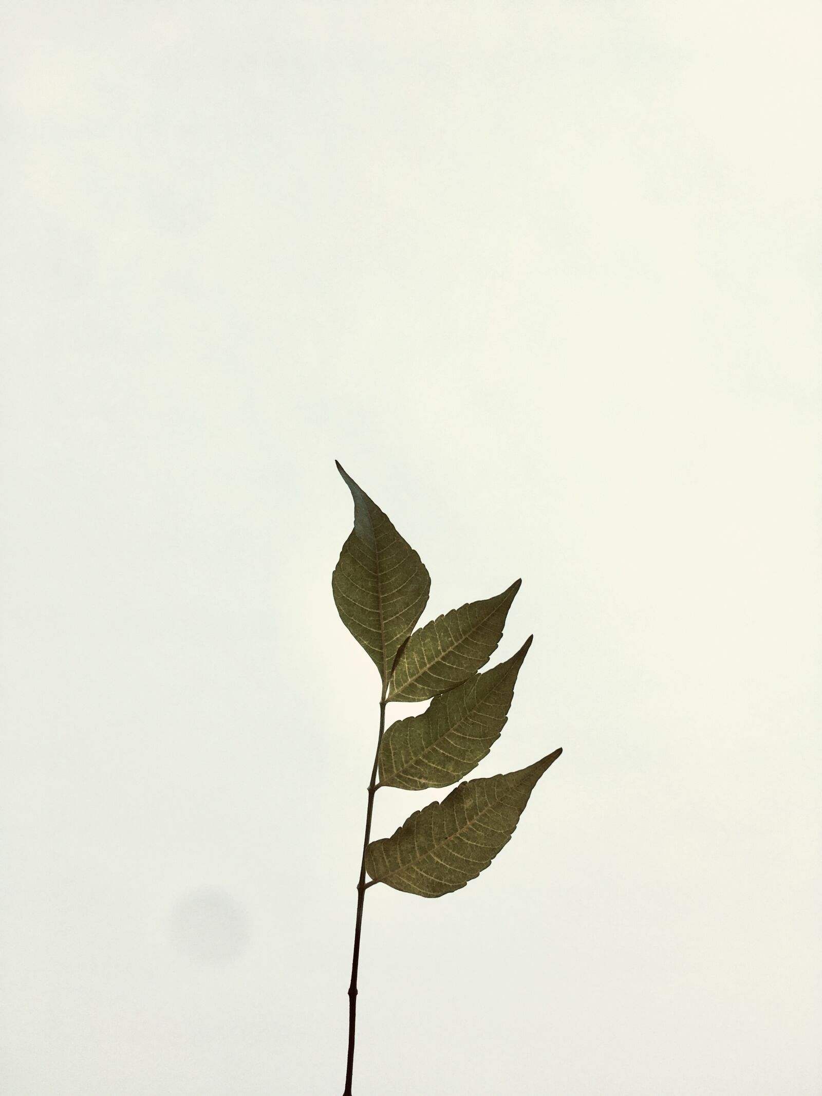 iPhone SE (1st generation) back camera 4.15mm f/2.2 sample photo. Dry neem, leaf, dry photography