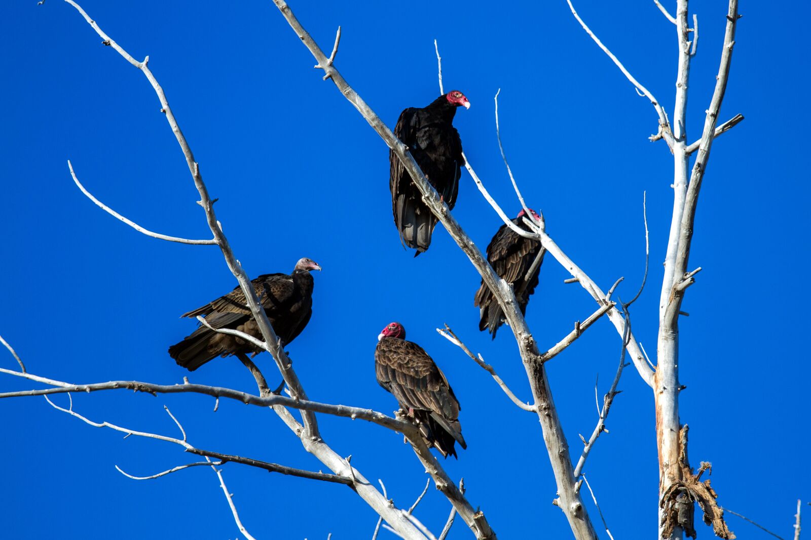Canon EOS 7D sample photo. Turkey vulture, raptor, scavengers photography