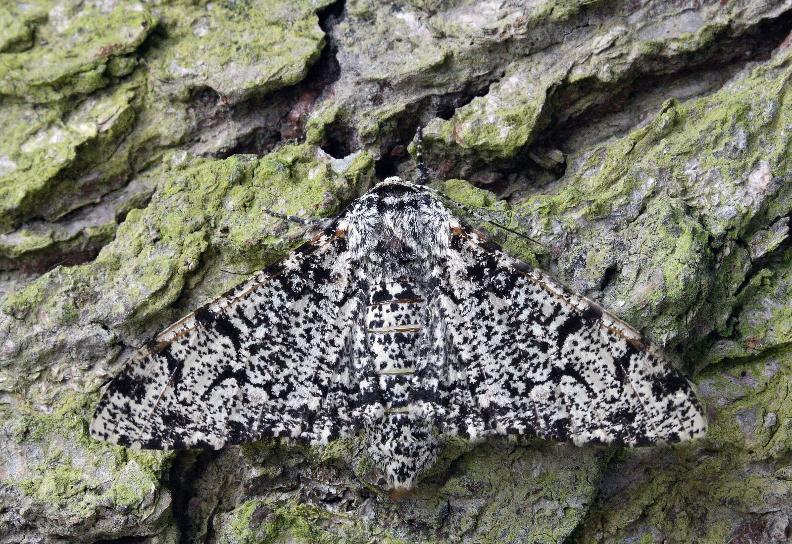 Canon EOS 400D (EOS Digital Rebel XTi / EOS Kiss Digital X) sample photo. Moth, macro, lepidoptera photography