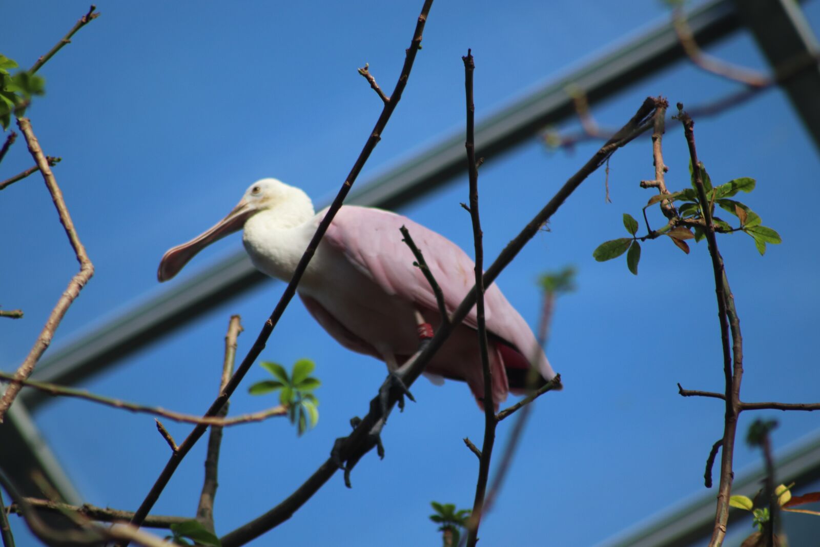 Canon EOS 800D (EOS Rebel T7i / EOS Kiss X9i) sample photo. Birds, pink, greenhouse photography