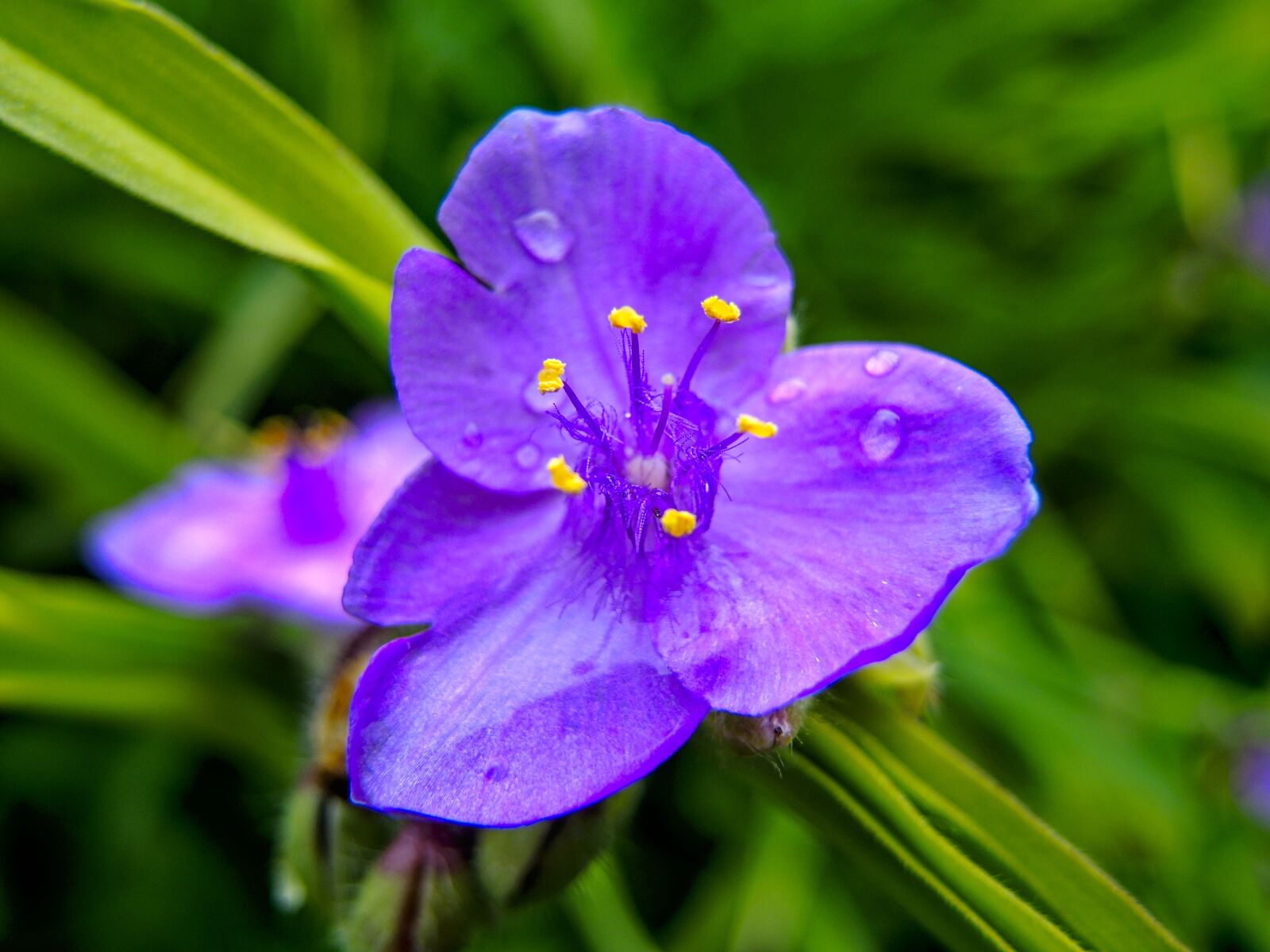 Nikon Coolpix P7700 sample photo. Three master flower, blue photography