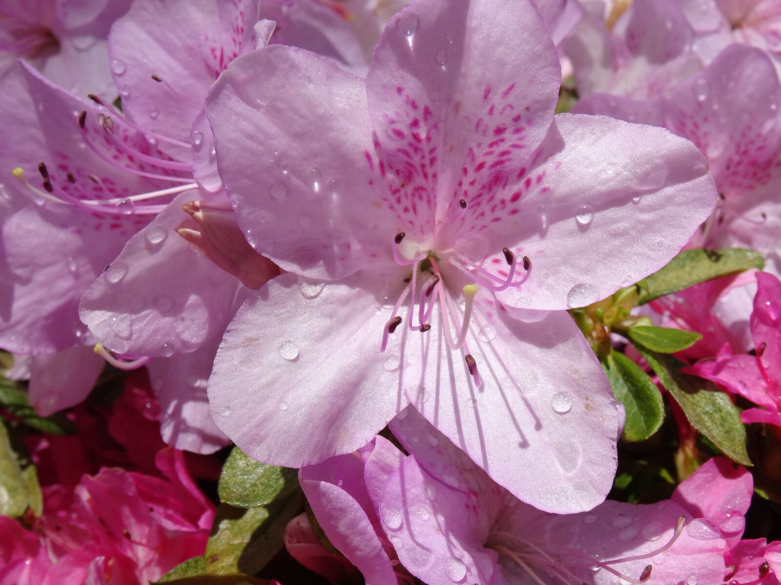 Sony Cyber-shot DSC-HX50V sample photo. National rhododendron gardens, victoria photography