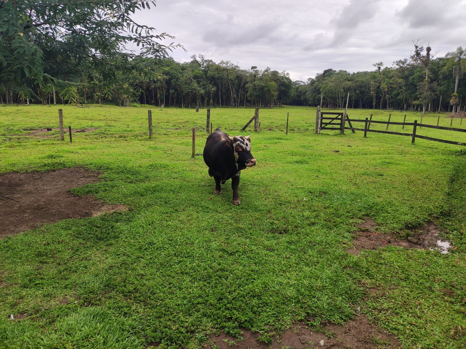 Xiaomi Mi 9T Pro sample photo. Cow, farm, nature photography
