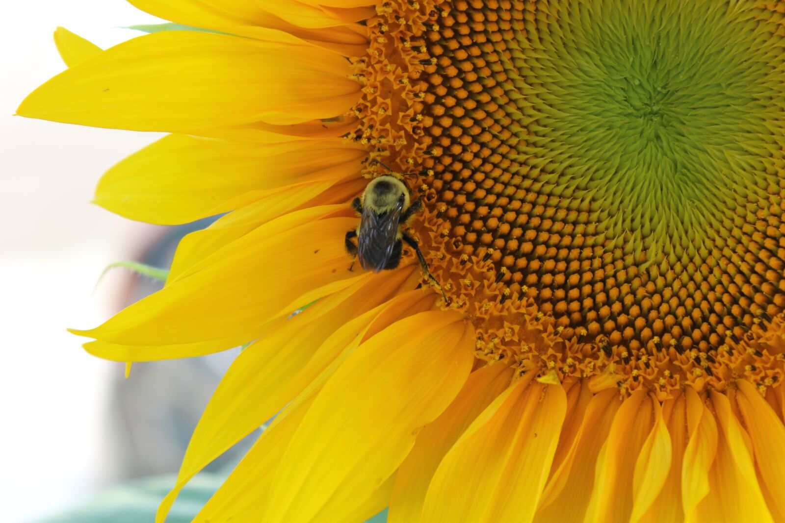 Canon EOS 1100D (EOS Rebel T3 / EOS Kiss X50) sample photo. Sunflower, flower, yellow photography