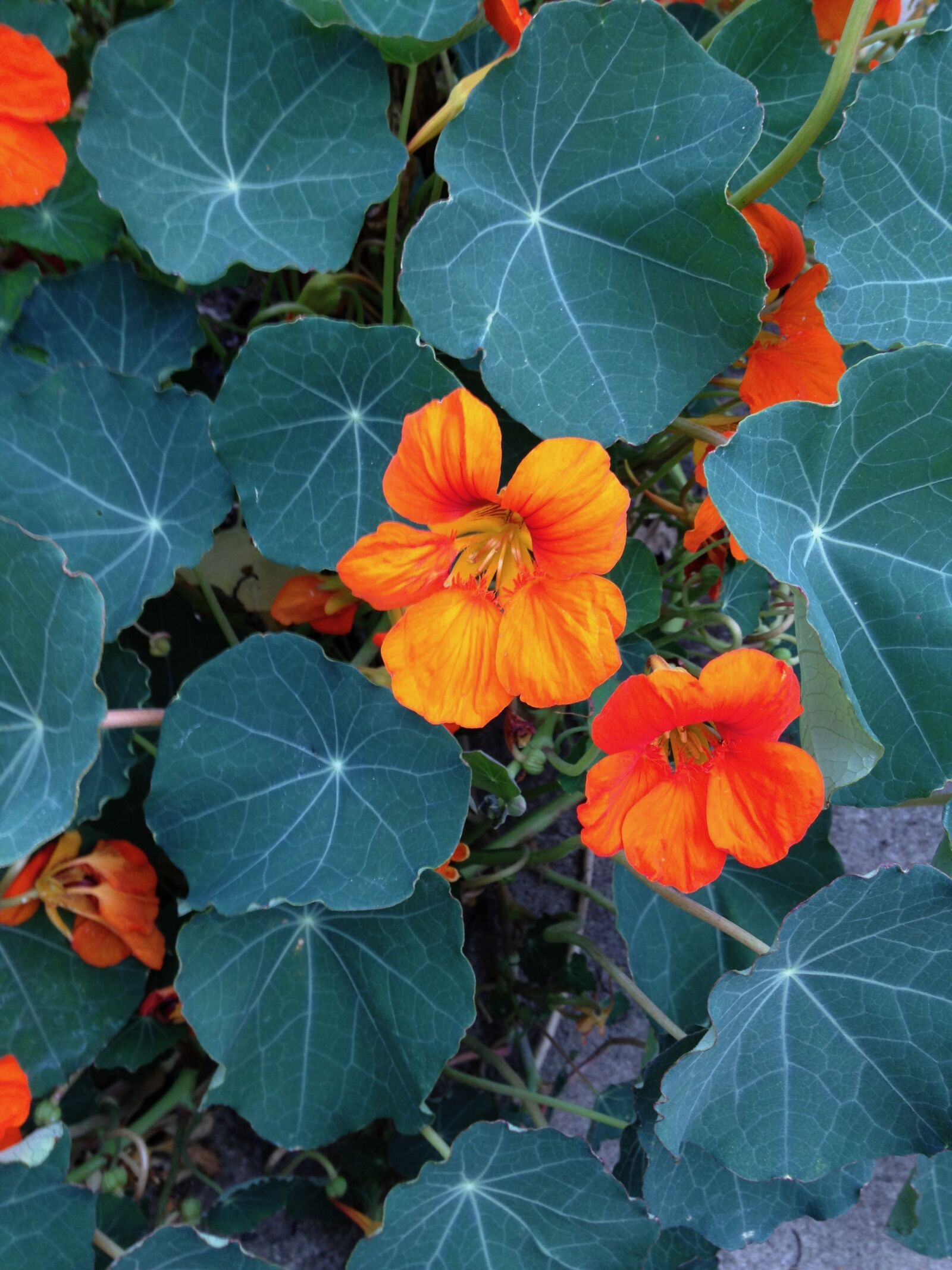 Apple iPhone 4S sample photo. Nasturtium, orange flower, leaves photography