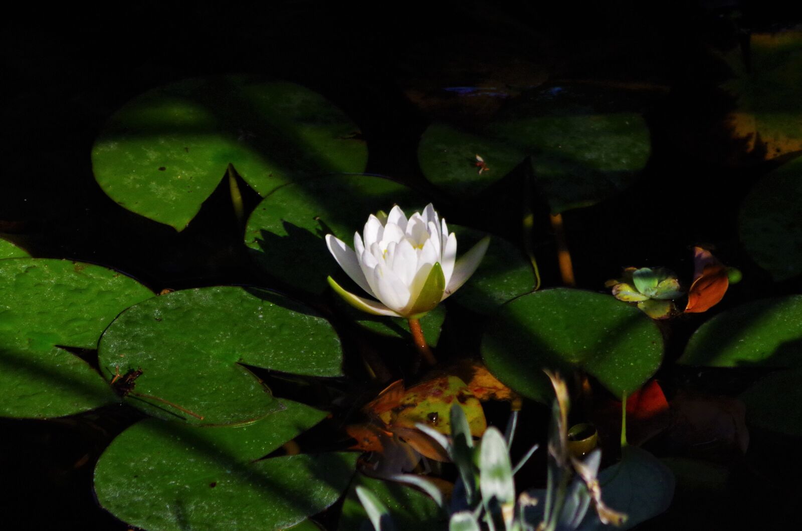 Pentax K-50 sample photo. Flower, water lilies, pond photography