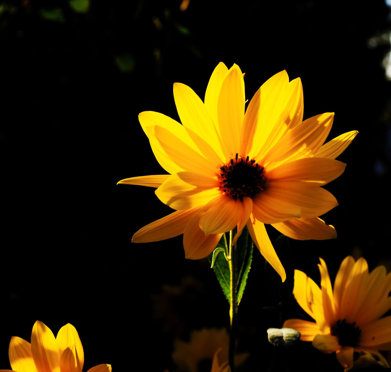 Sony Alpha DSLR-A900 sample photo. Blossom, bloom, yellow photography
