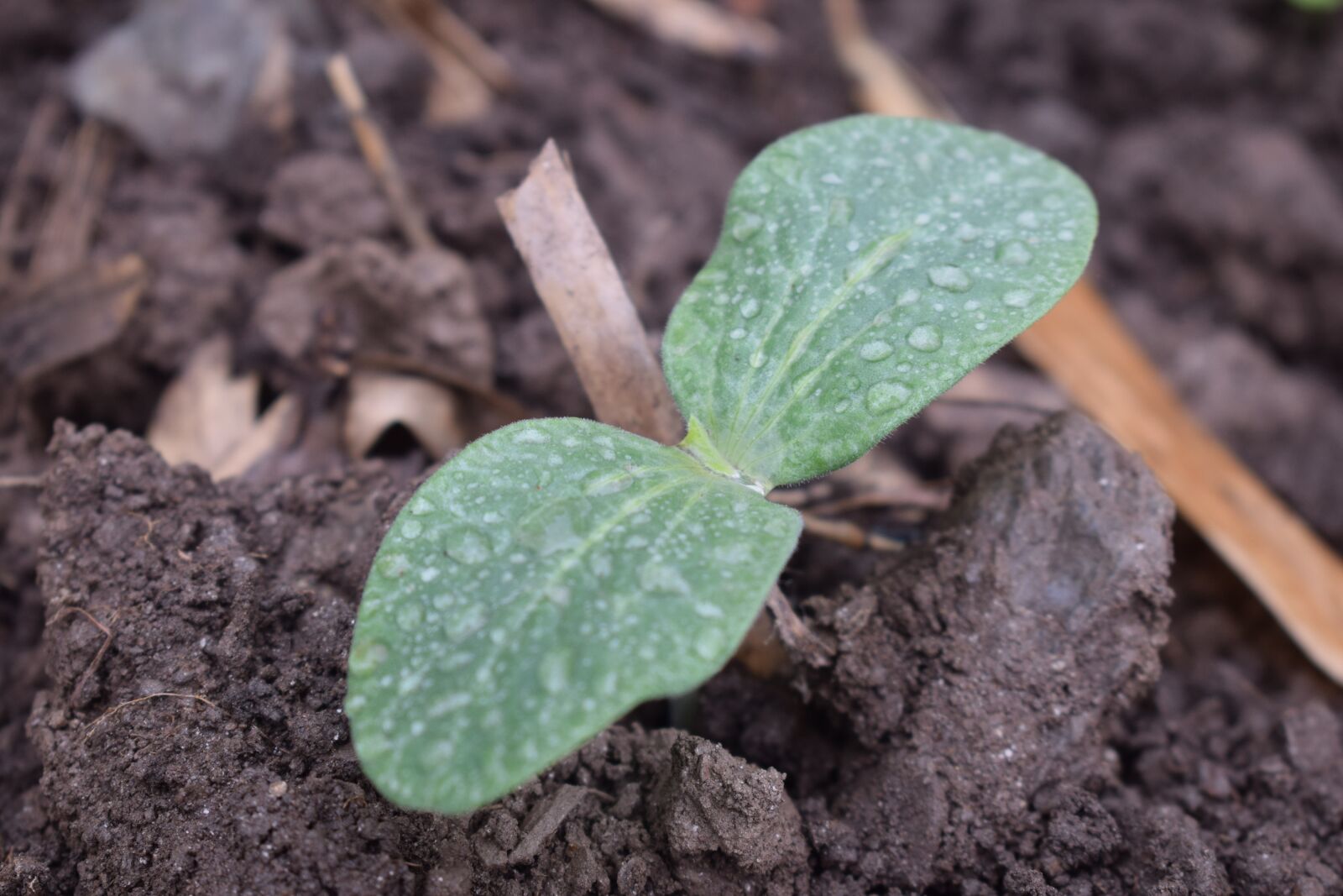 Nikon D5300 sample photo. Seeding, crop seeding, wheat photography