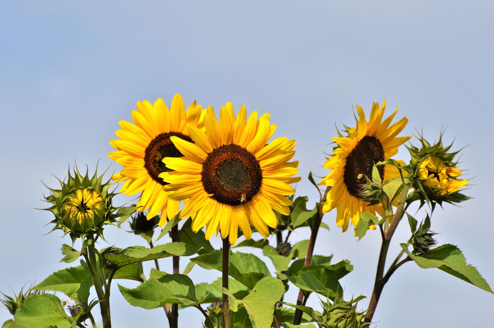 Nikon D3200 sample photo. Sunflower, flower, yellow flower photography