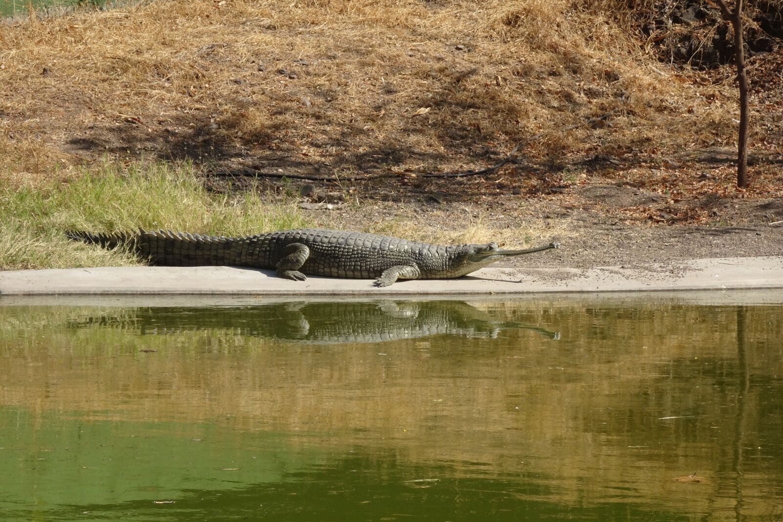 Sony Cyber-shot DSC-HX90V sample photo. Gharial, gavialis gangeticus, gavial photography