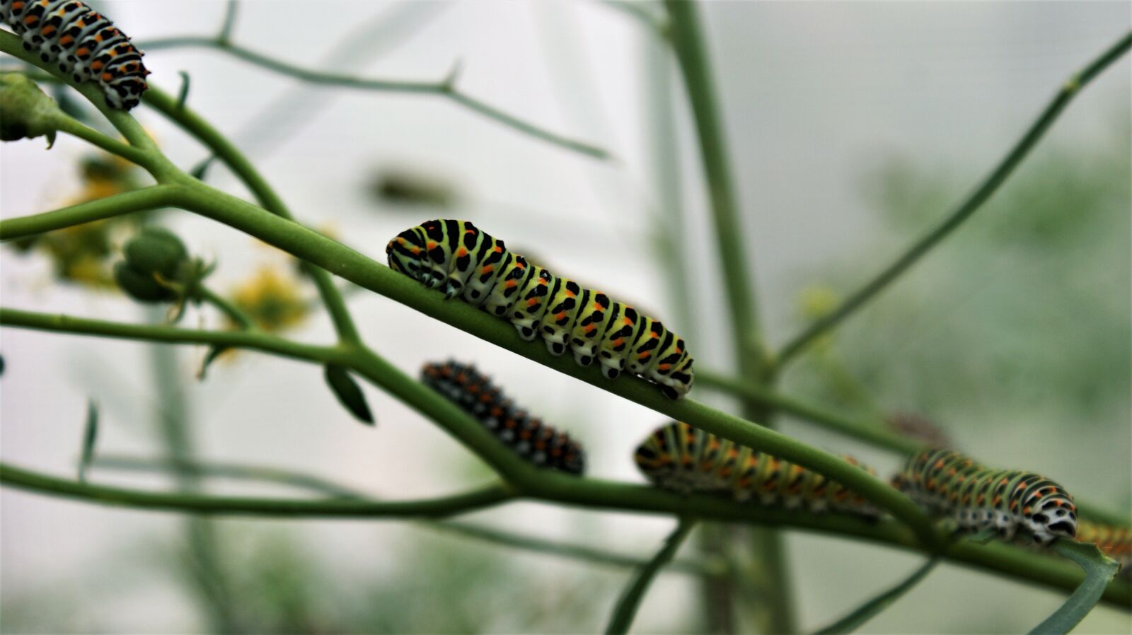 Sony Alpha DSLR-A350 sample photo. Caterpillar, crawling, branches photography