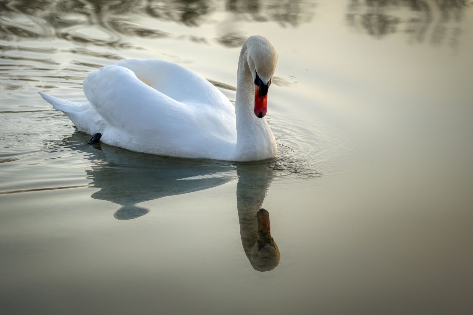 Panasonic Lumix DMC-GX8 sample photo. Swan, water, bird photography