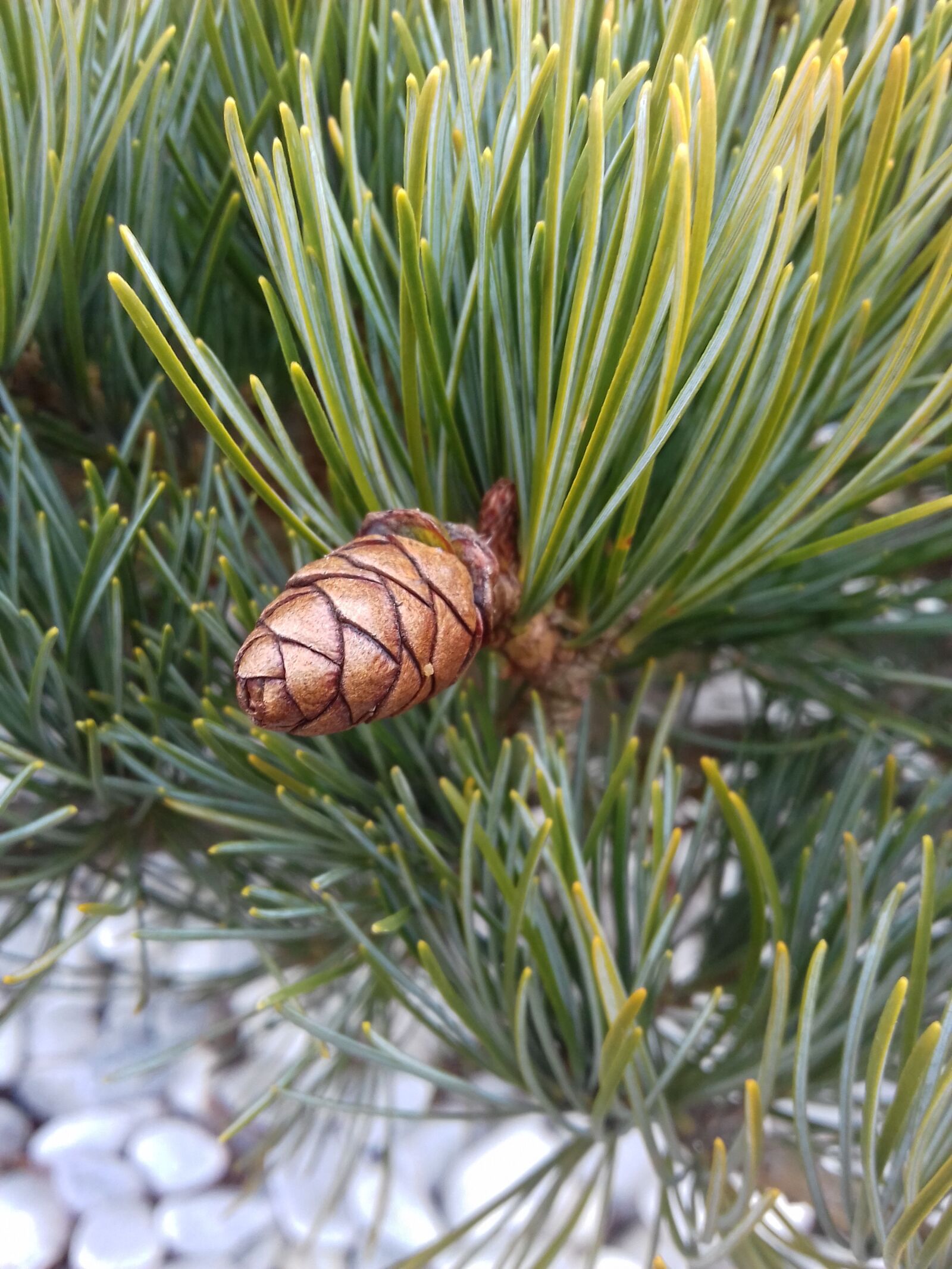 Samsung Galaxy J3(2016) sample photo. Nature, tree, flora photography