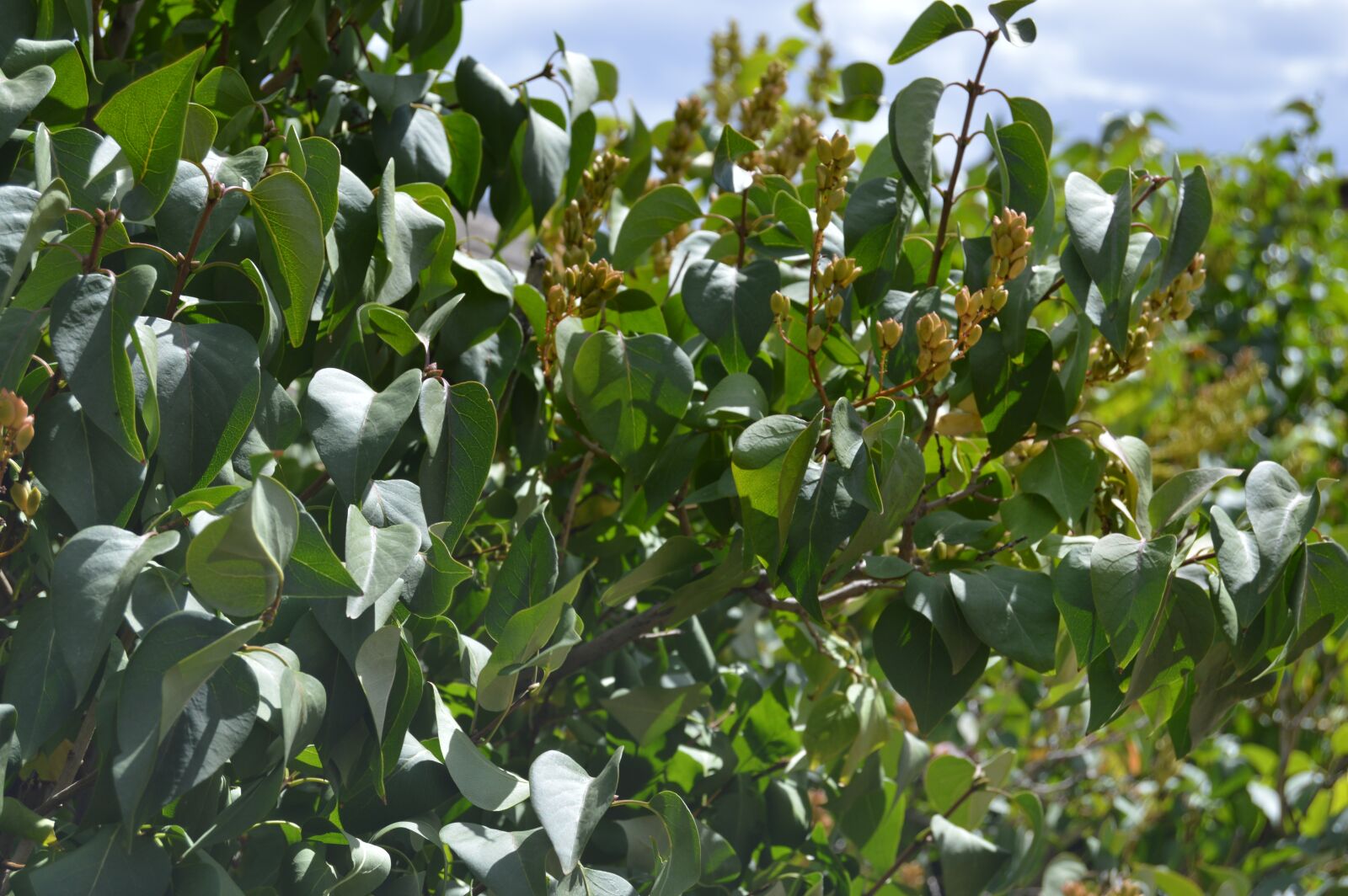 Nikon D3200 sample photo. Nature, leaves, outside photography