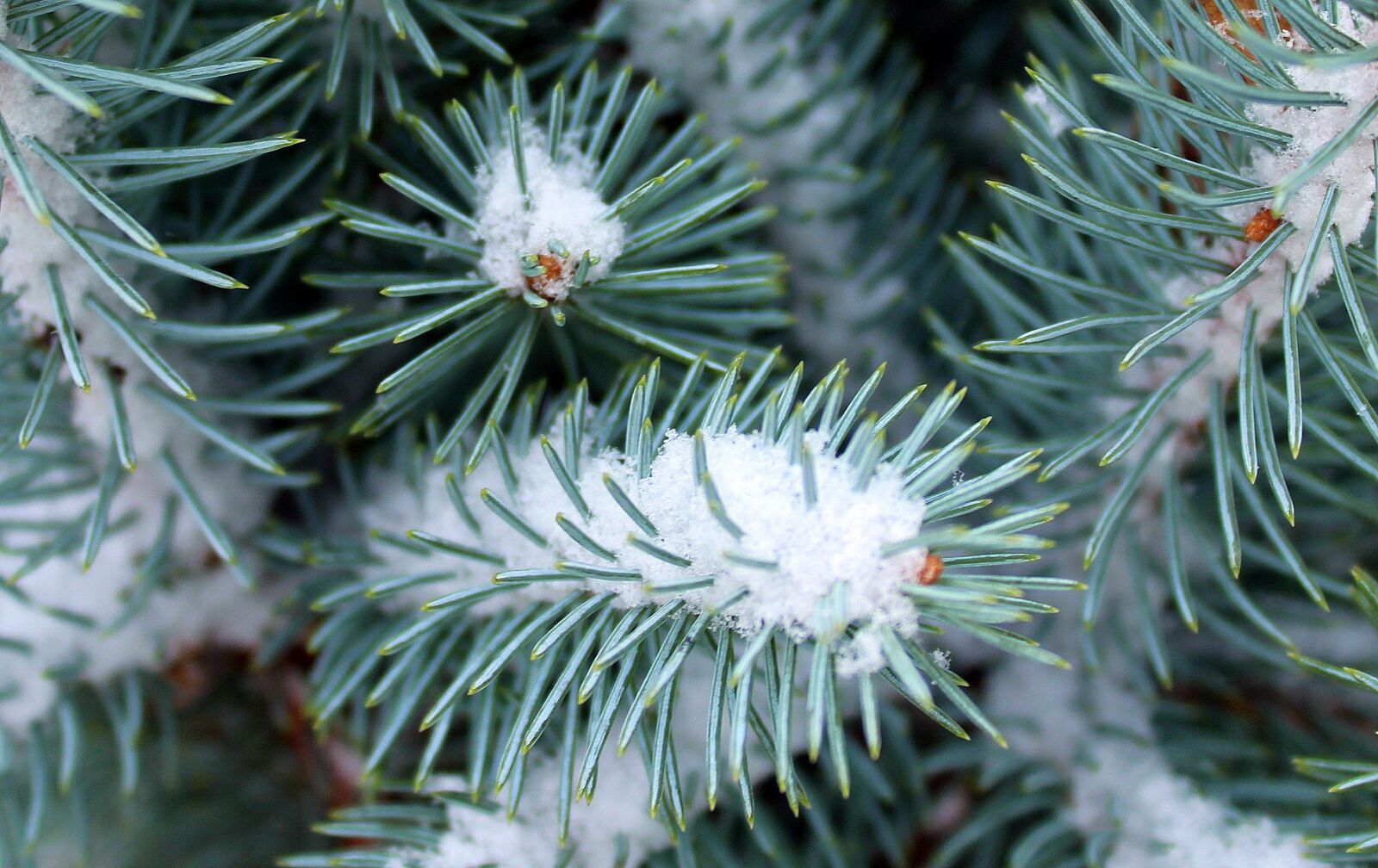 Canon EOS 1200D (EOS Rebel T5 / EOS Kiss X70 / EOS Hi) sample photo. Winter, january, snow photography