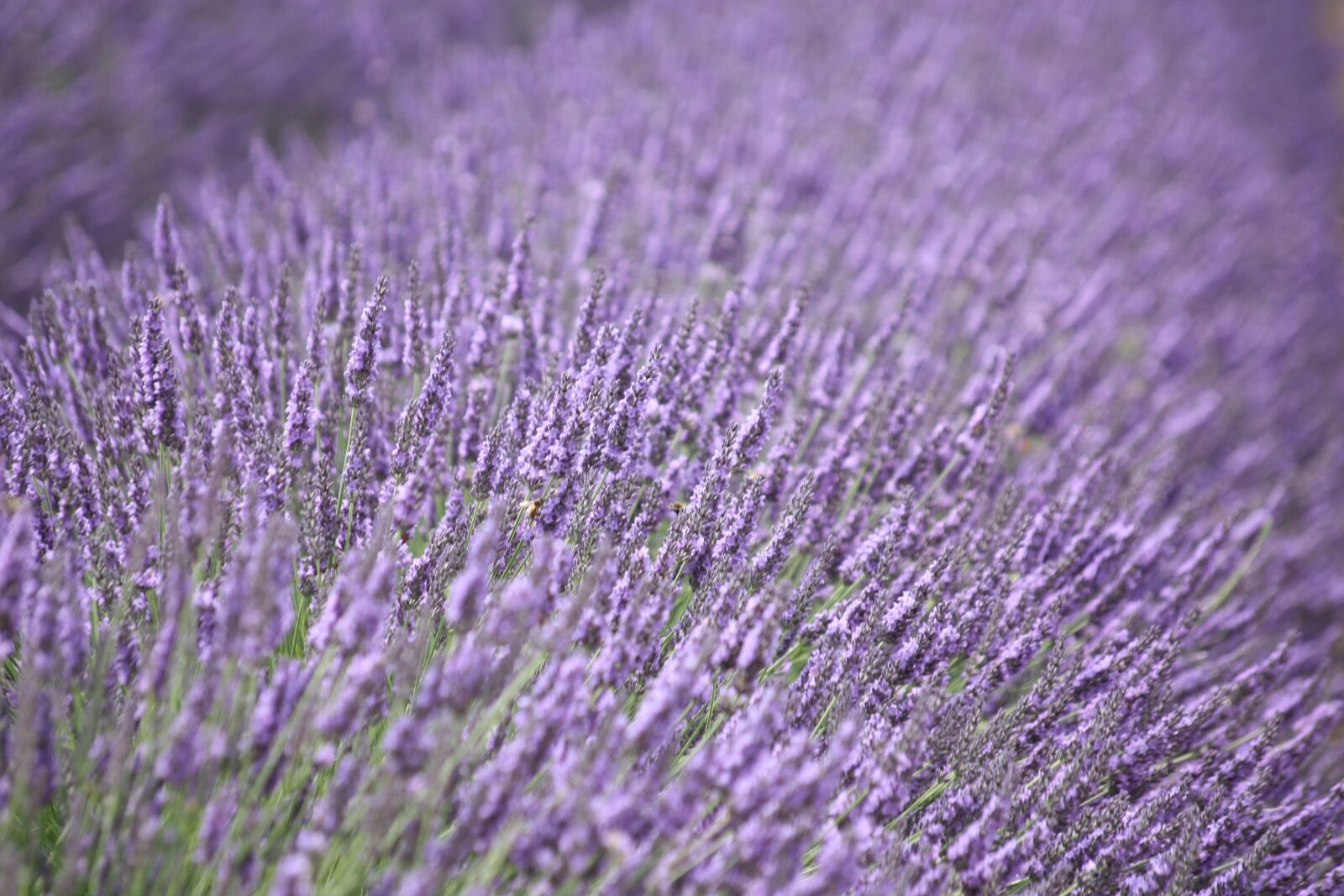 Canon EOS 450D (EOS Rebel XSi / EOS Kiss X2) sample photo. Lavender, purple, flower photography