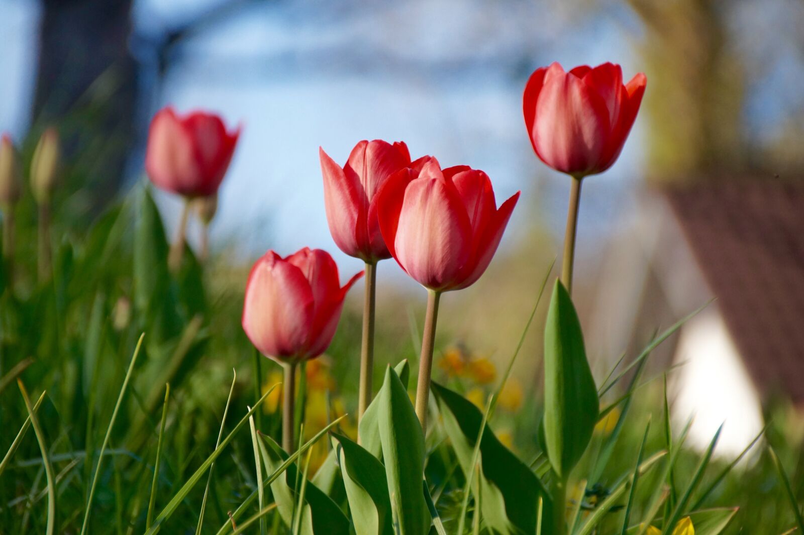 Sony SLT-A58 sample photo. Tulip, spring, flower photography