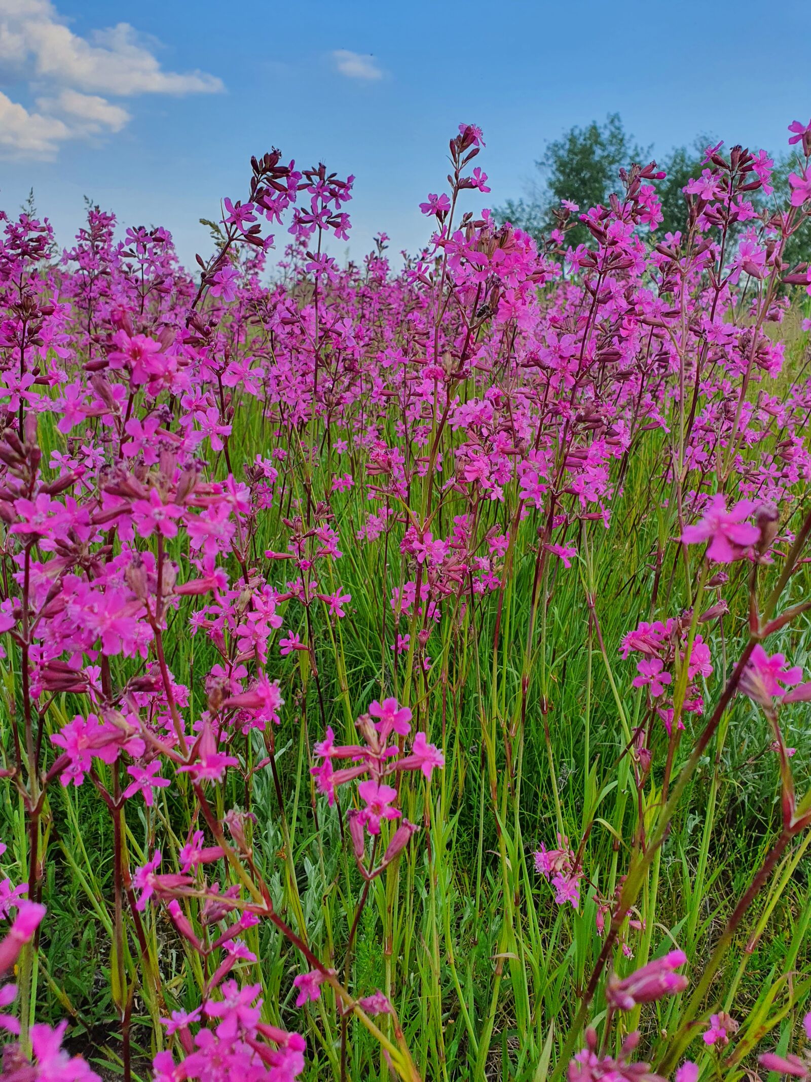 Samsung Galaxy S10 sample photo. Flowers, field, summer photography
