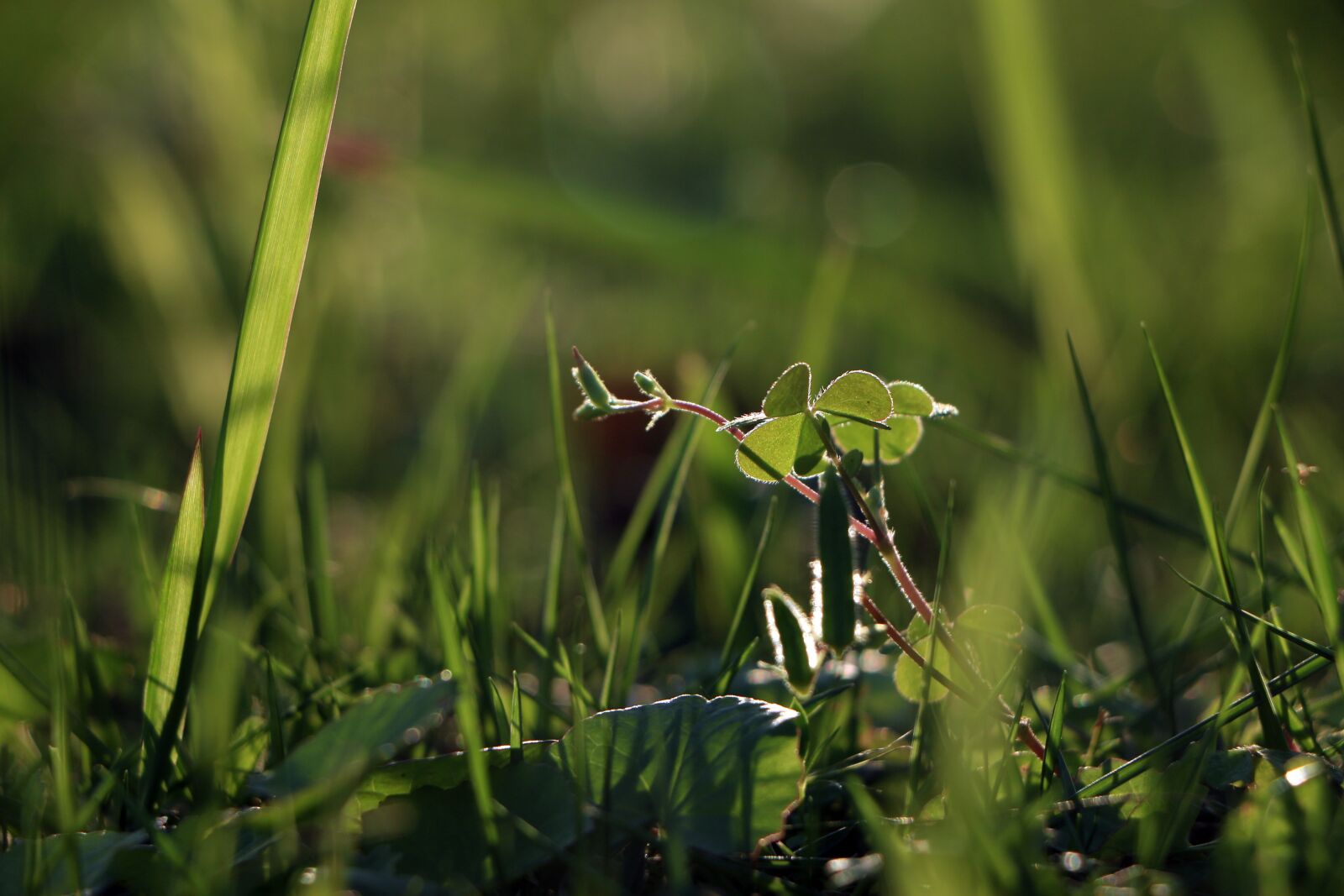 Canon EOS 70D sample photo. Plant, green, small fresh photography