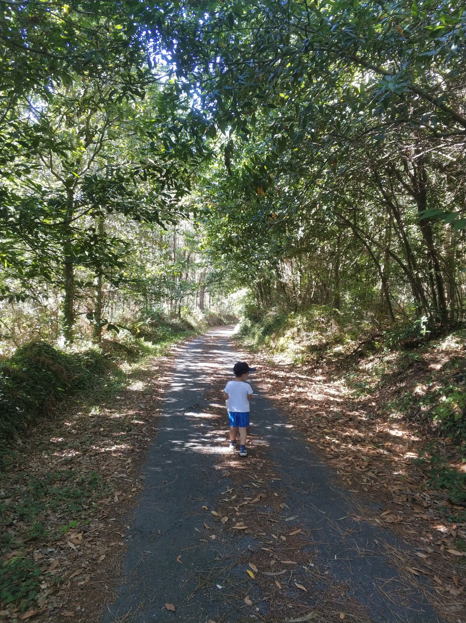 Xiaomi MI6 sample photo. Forest, path, child photography