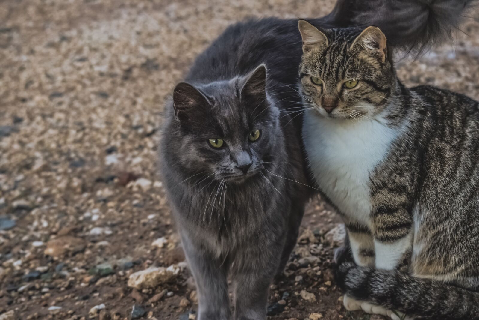 Nikon D3300 sample photo. Cats, animals, friends photography