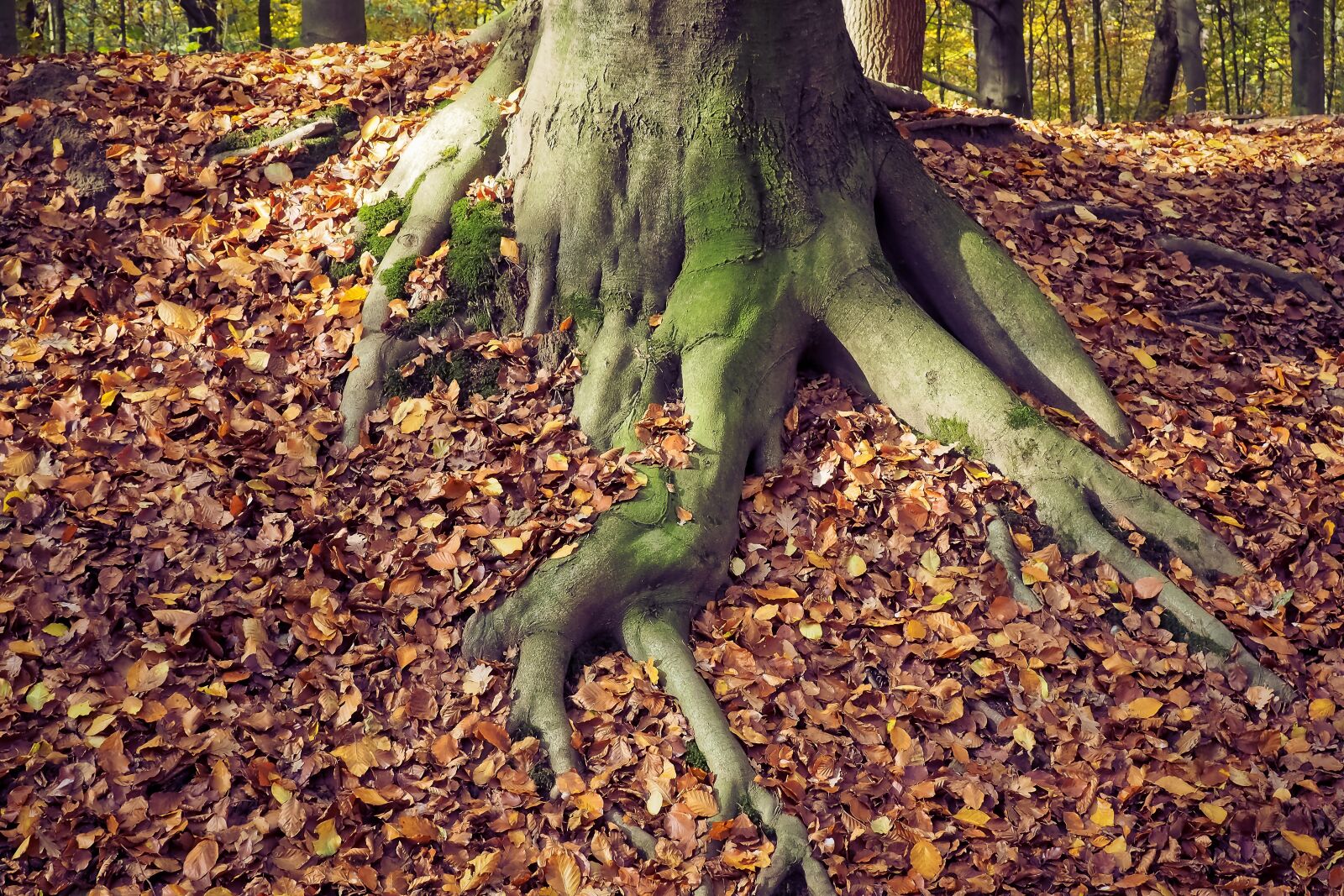 Olympus OM-D E-M10 sample photo. Autumn, nature, landscape photography