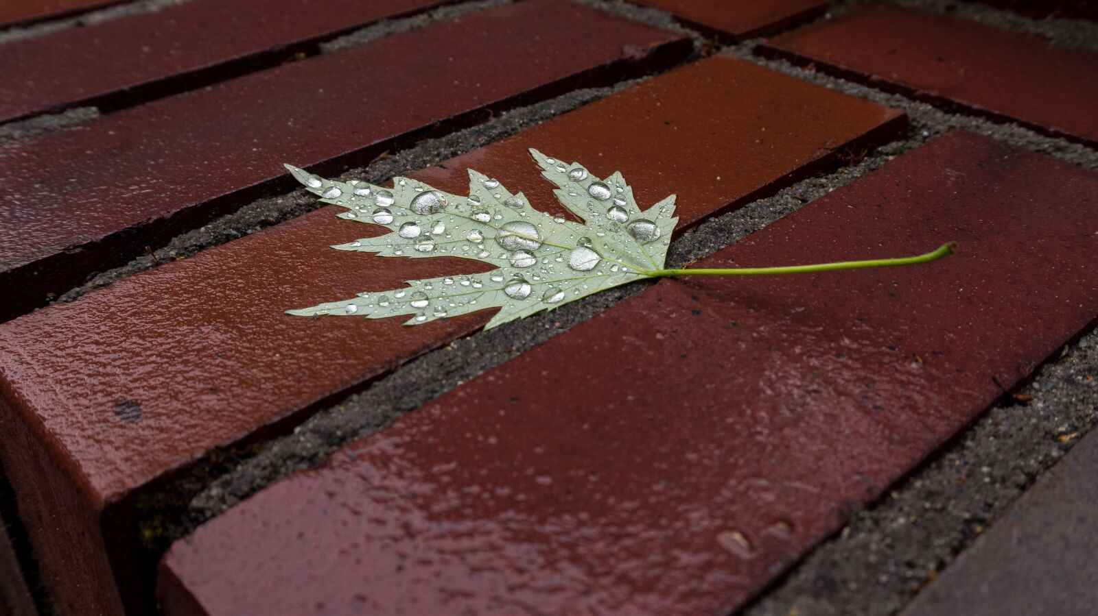 Sony Alpha a5000 (ILCE 5000) sample photo. Leaf, stone, wet photography