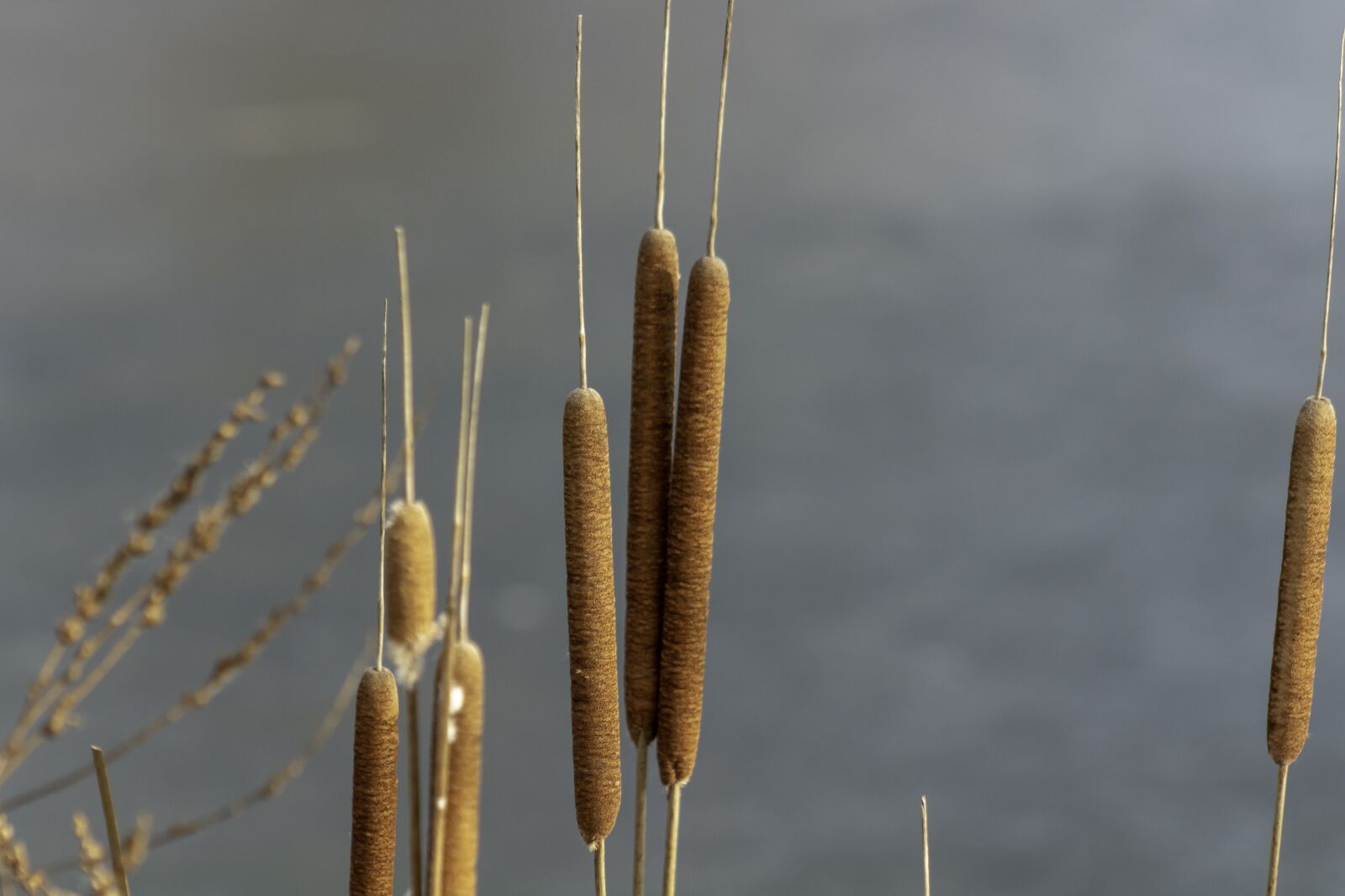 Canon EOS 1300D (EOS Rebel T6 / EOS Kiss X80) sample photo. Wildflower, mace, cattail photography