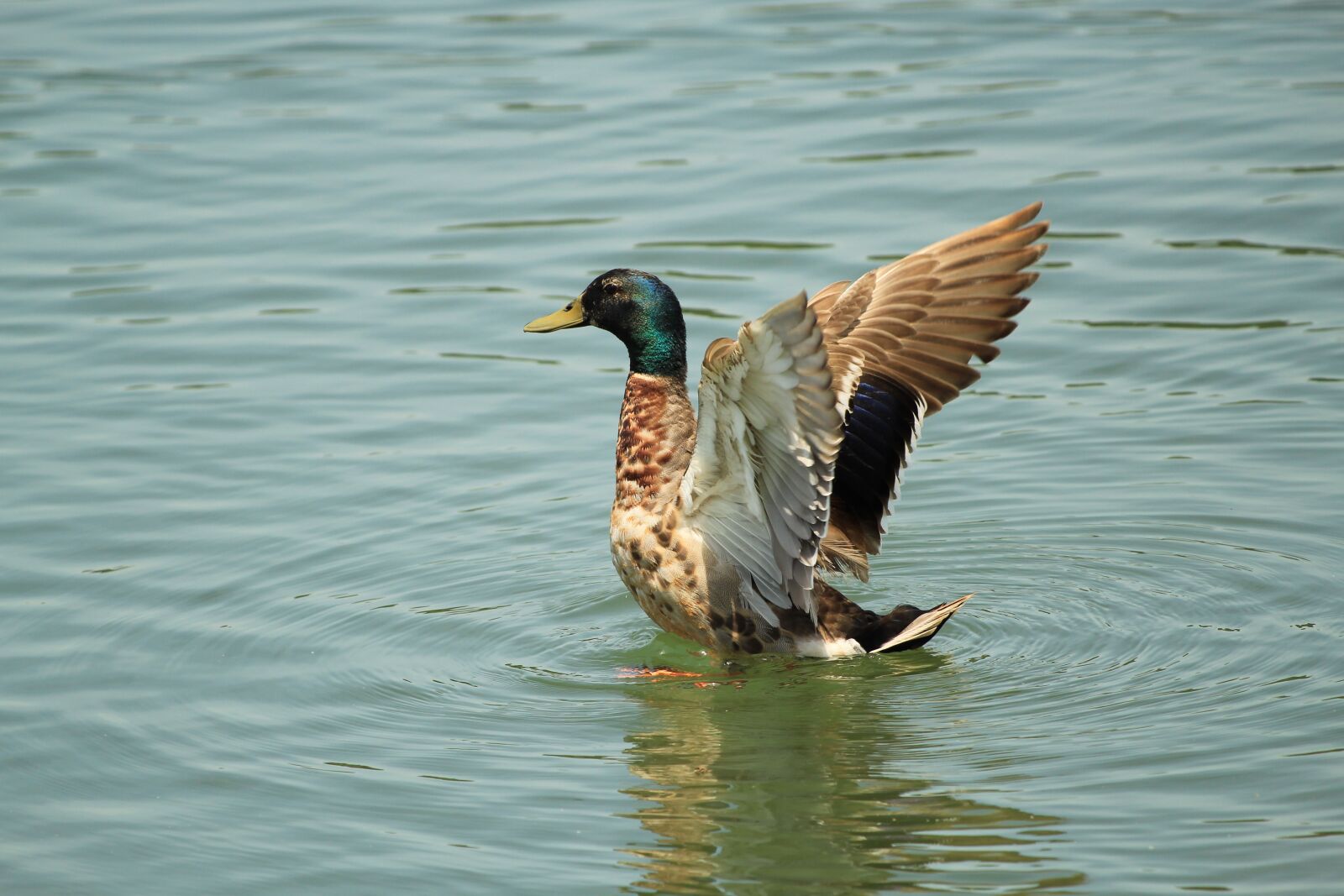 Canon EOS 1300D (EOS Rebel T6 / EOS Kiss X80) + Canon EF 70-300 F4-5.6 IS II USM sample photo. Duck, wings, waterfowl photography