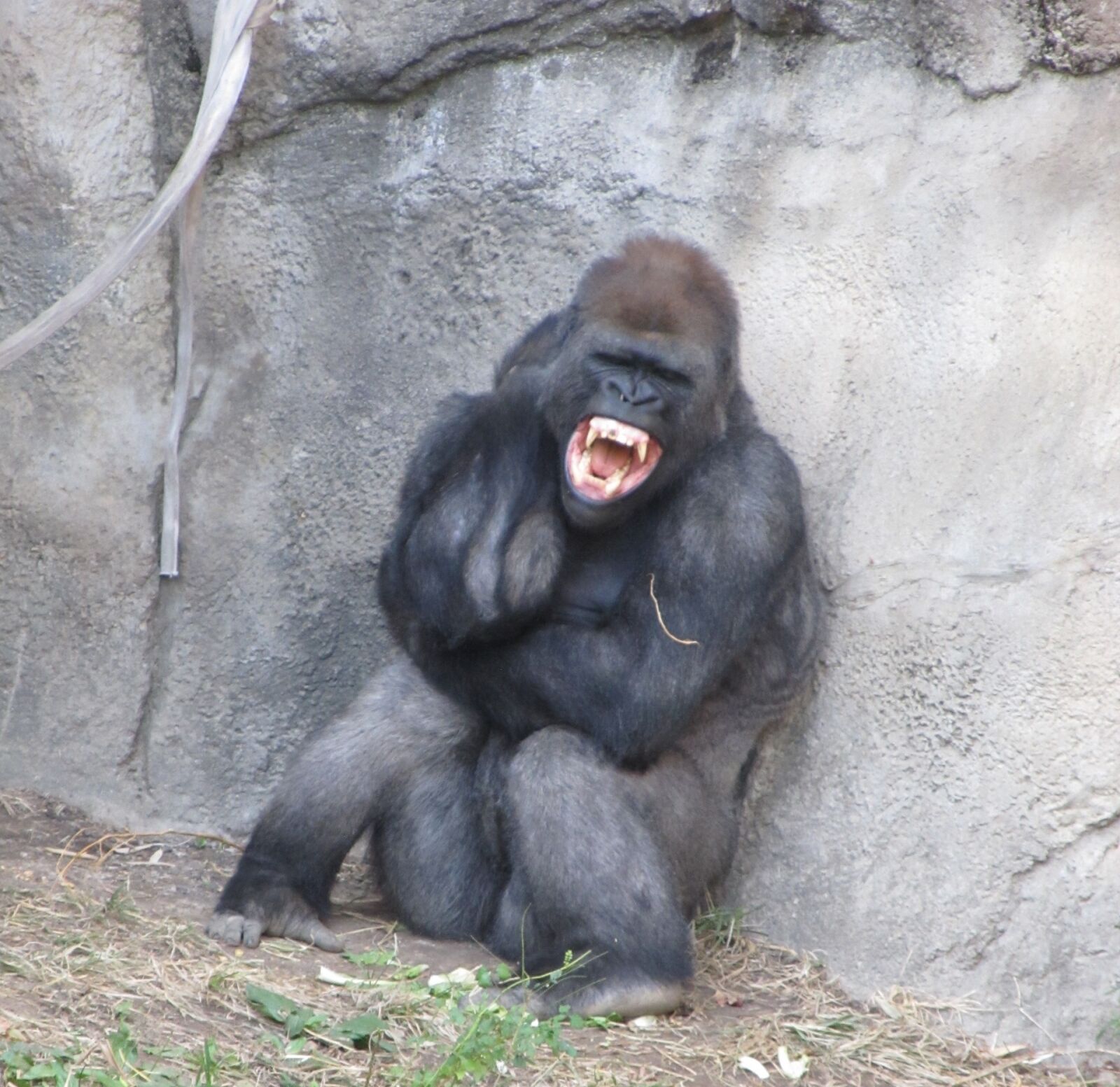 Canon PowerShot SX130 IS sample photo. Angry gorilla, fangs, teeth photography
