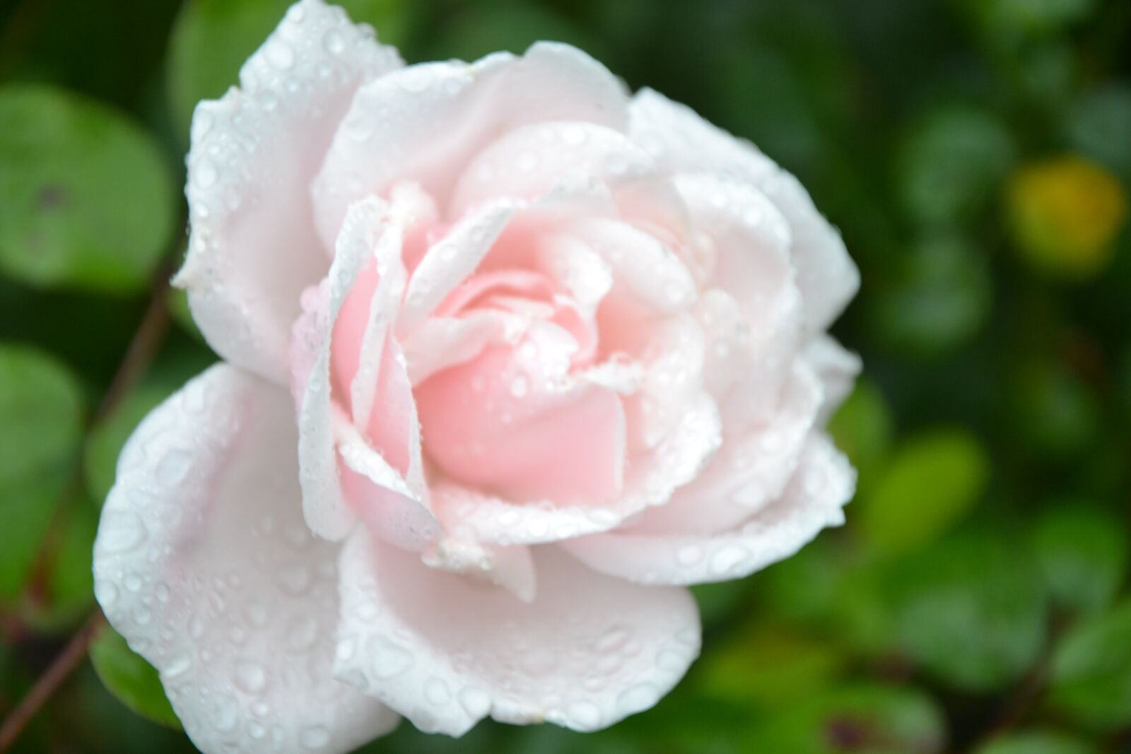 Nikon D3100 sample photo. Rose, drops, rain photography