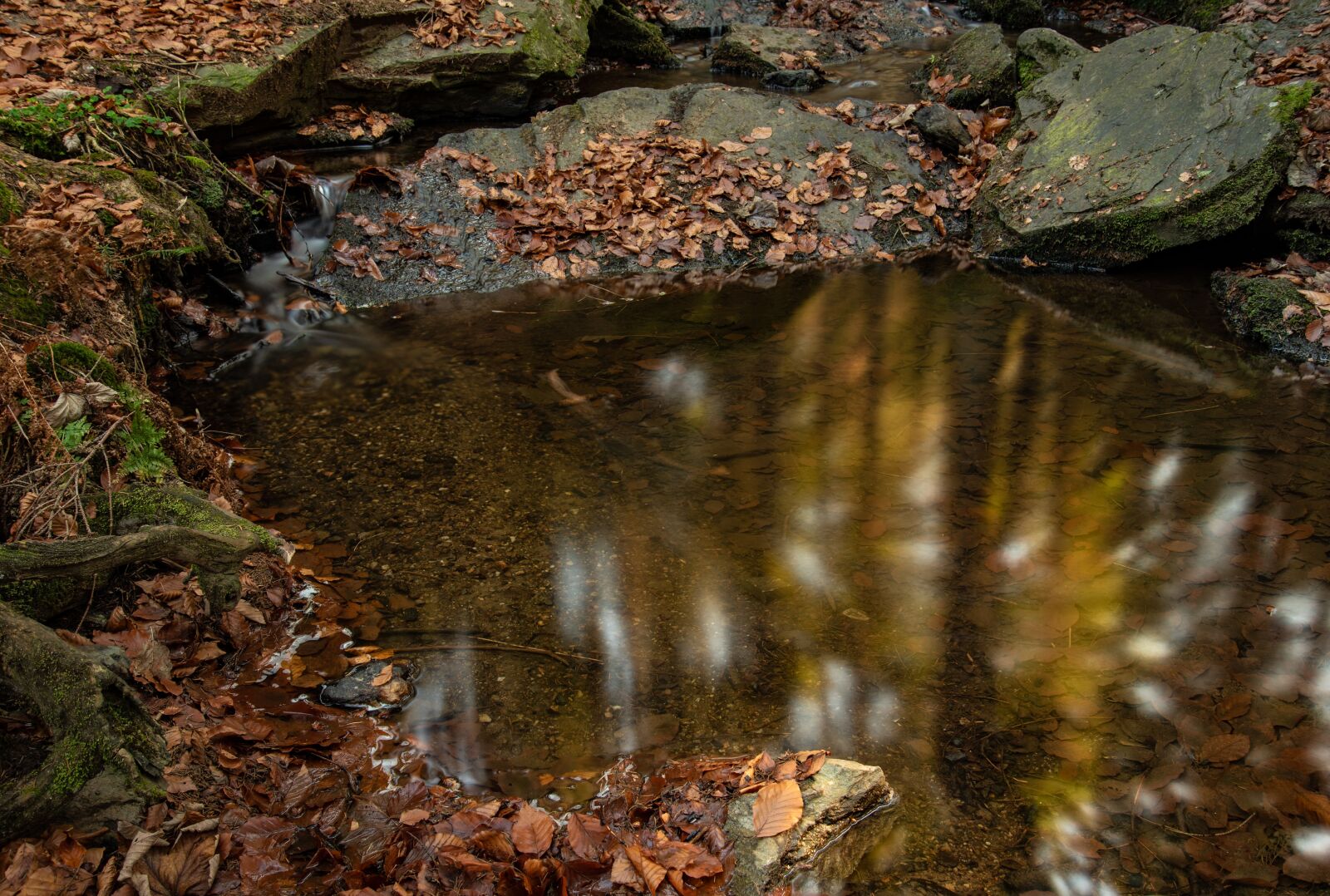Nikon D750 sample photo. Autumn, forest, leaves photography