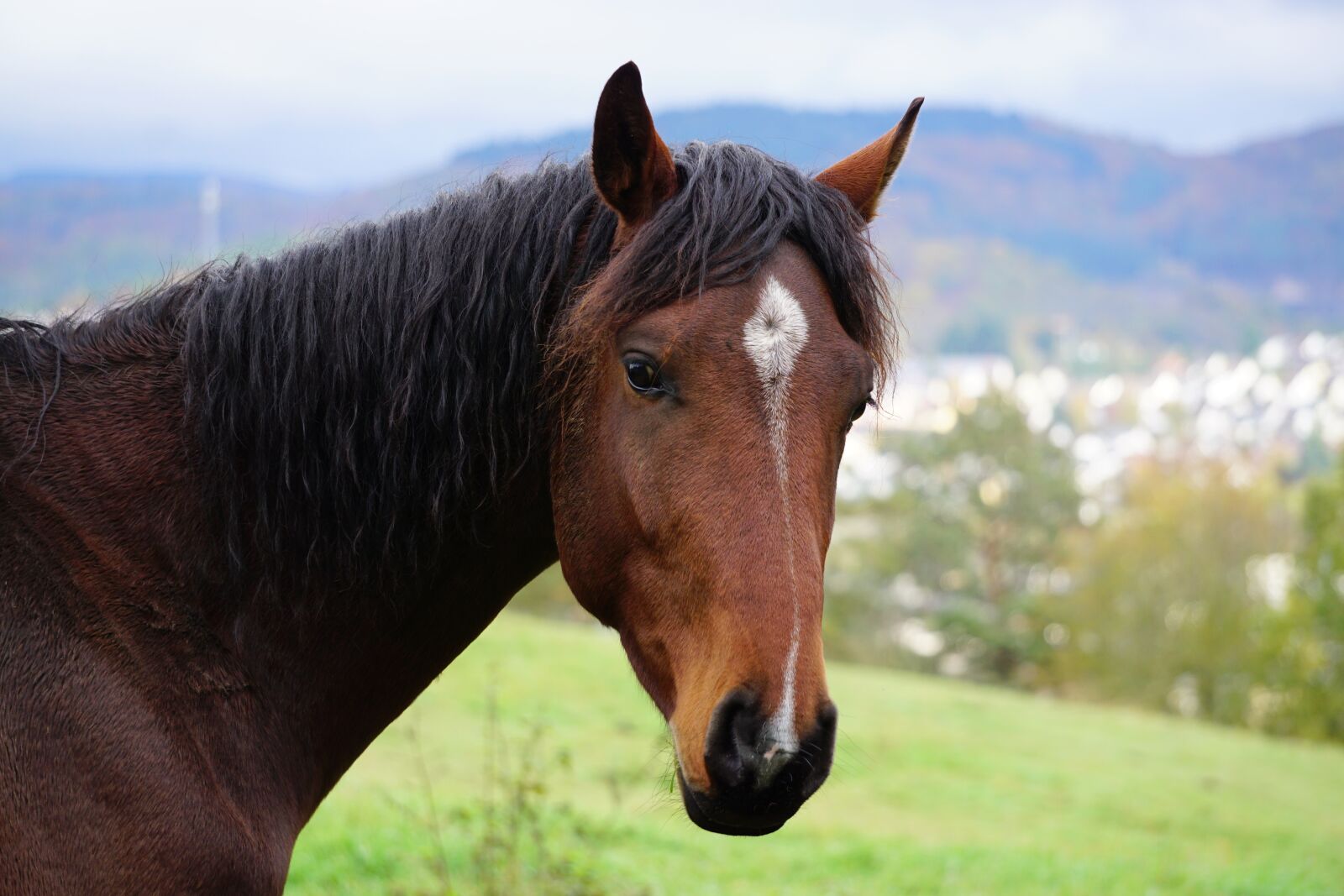 Sony E 55-210mm F4.5-6.3 OSS sample photo. Horse, brown, horse head photography