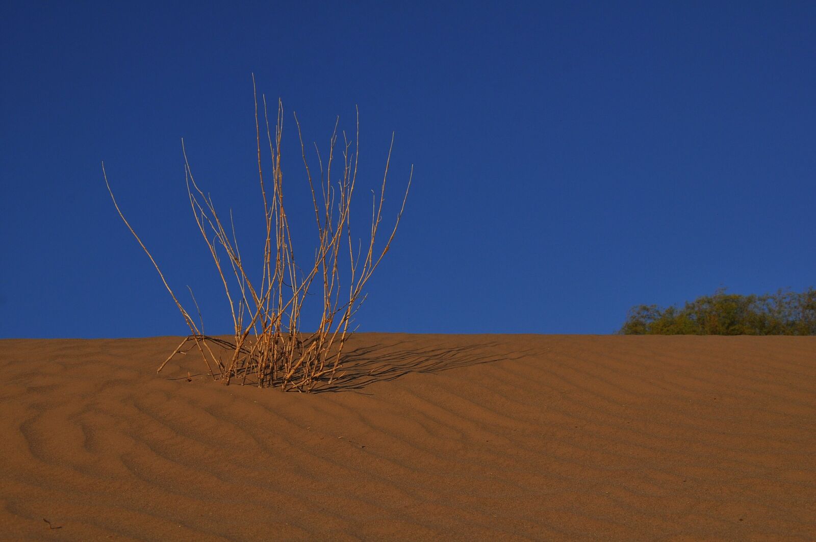 Nikon D90 sample photo. Desert, dry, sand photography