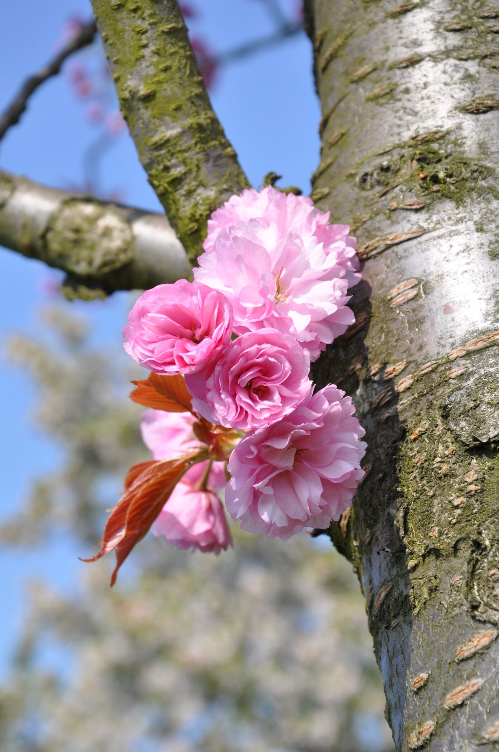 Nikon D90 sample photo. Blossom, tribe, pink photography