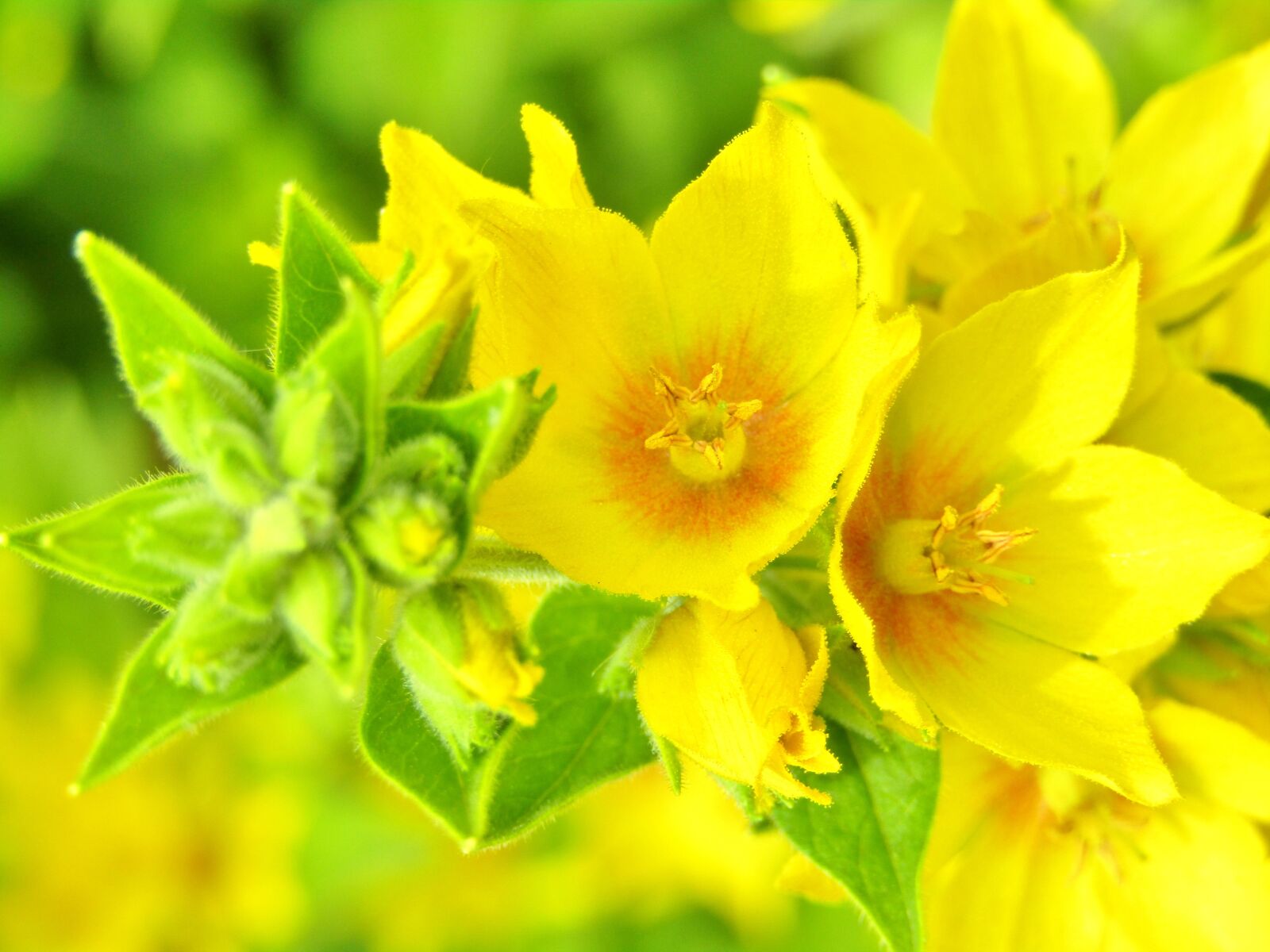Canon POWERSHOT SX432 IS sample photo. Lysimachia punctata, goldfelberich, yellow photography