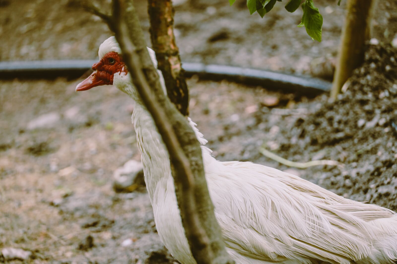 Canon EOS R sample photo. Bird, animal, nature photography