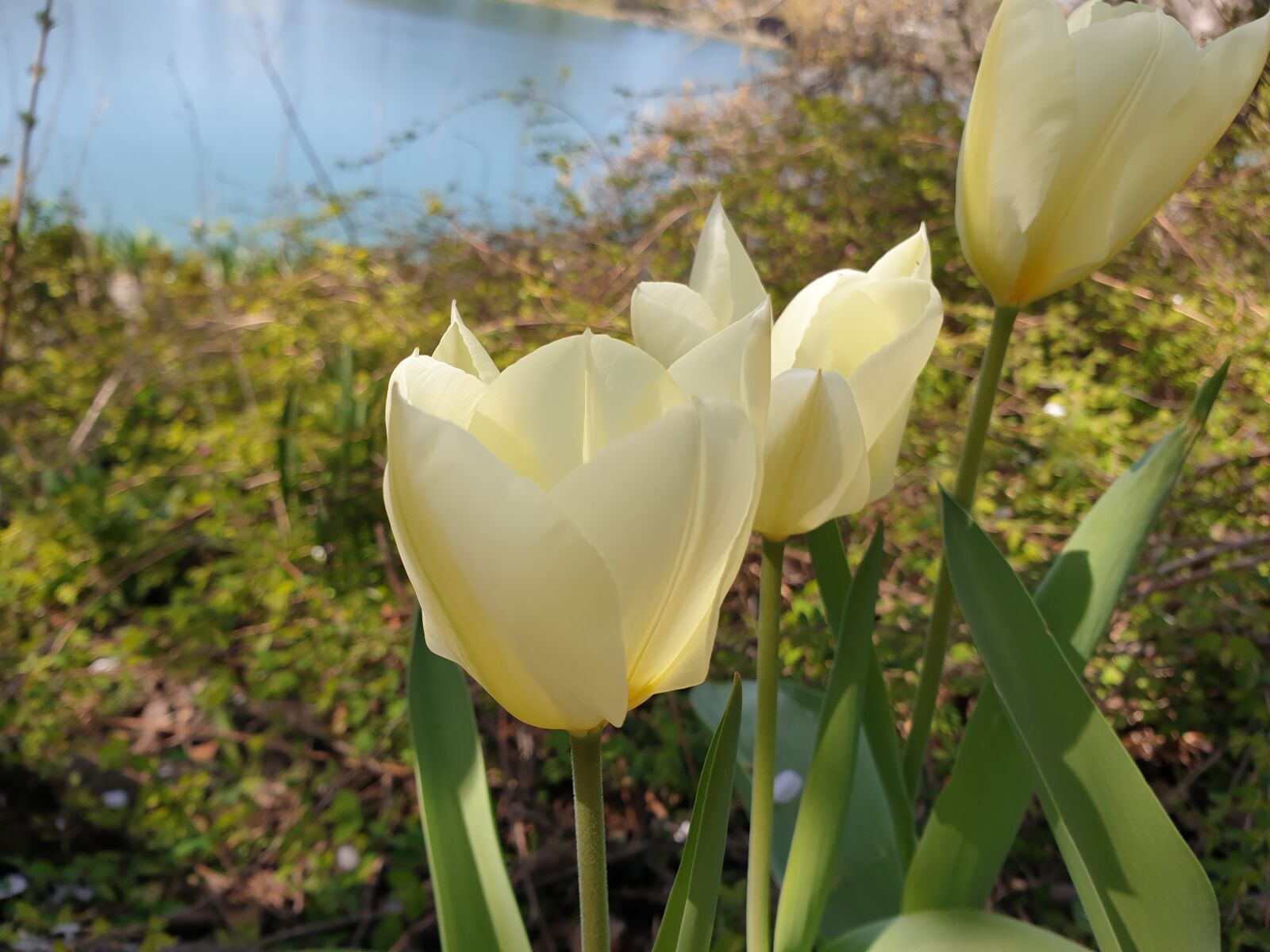 Samsung Galaxy S9+ sample photo. Tulip by the lake photography