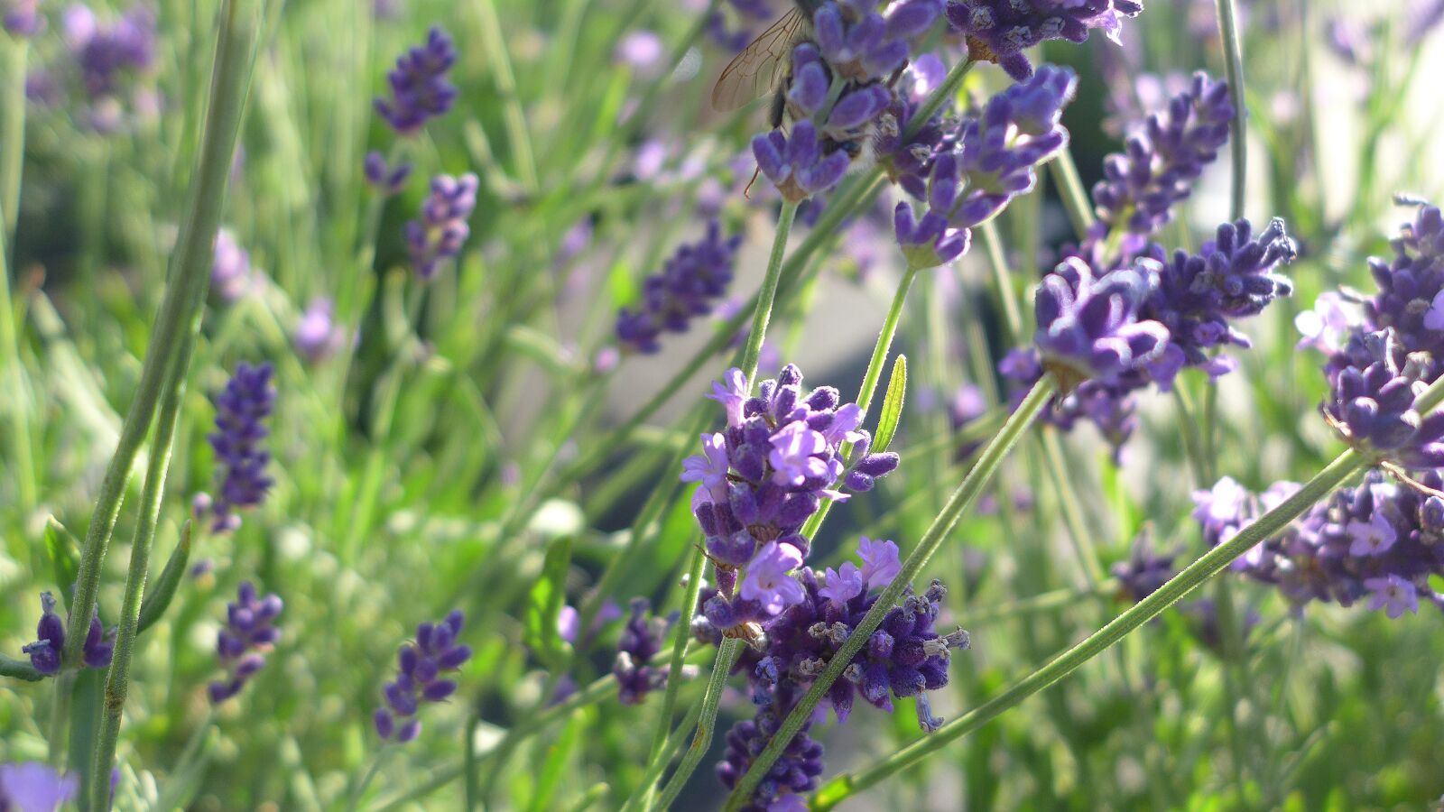 Panasonic Lumix DMC-LX7 sample photo. Lavender, purple, violet photography