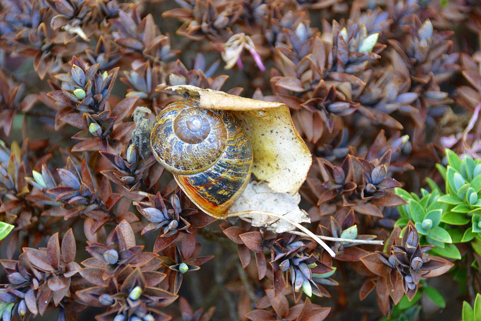 Nikon D5200 sample photo. Snail, nature, animals photography