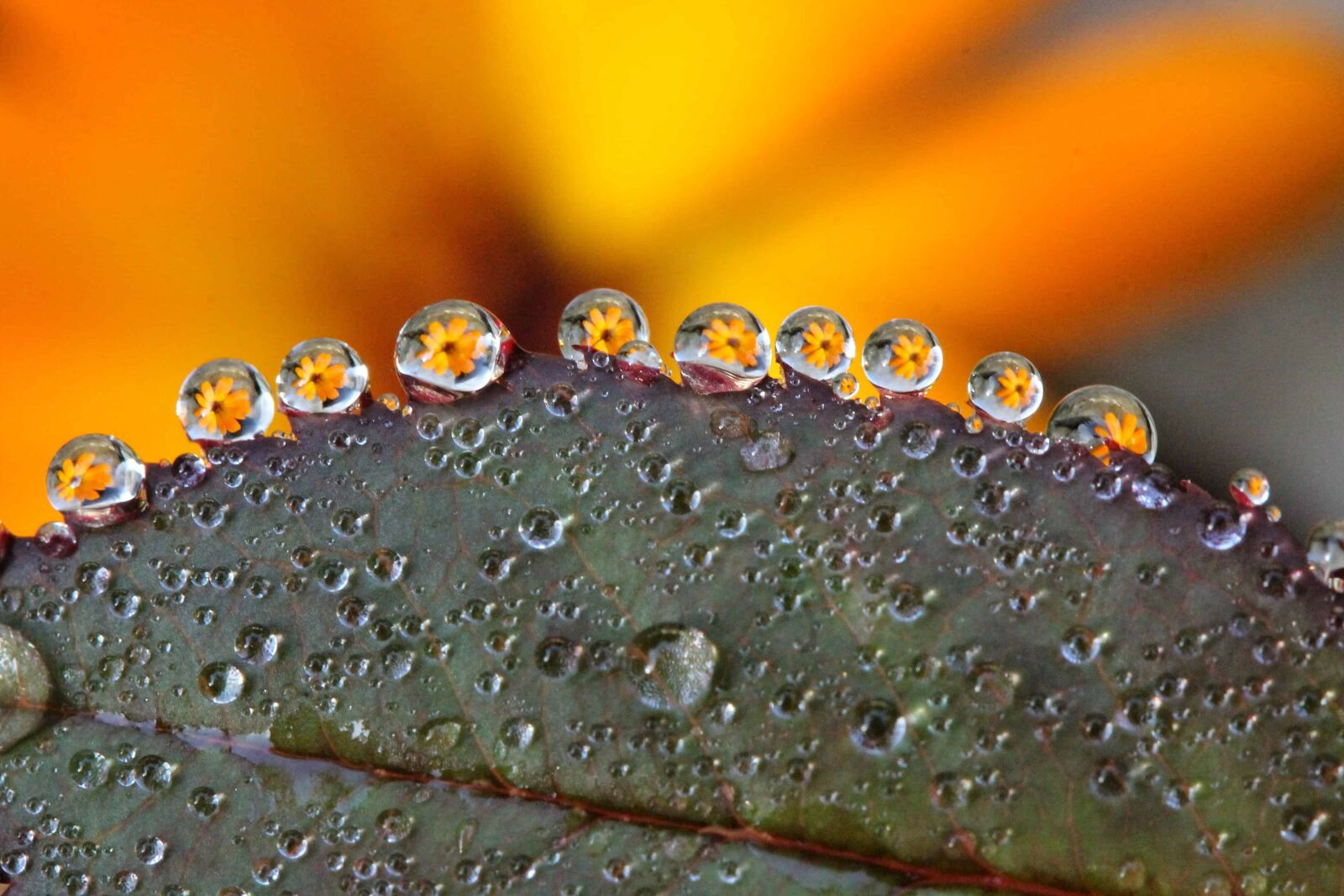 Canon EOS 1100D (EOS Rebel T3 / EOS Kiss X50) sample photo. Droplet, rain, water, wet photography