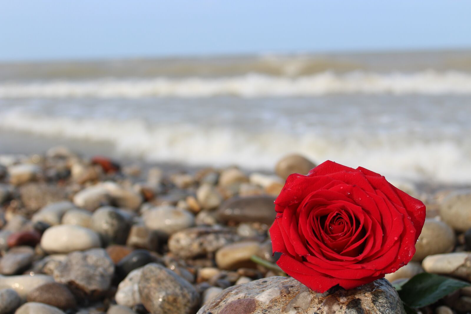 Canon EOS 1300D (EOS Rebel T6 / EOS Kiss X80) sample photo. Rose, red, beach photography