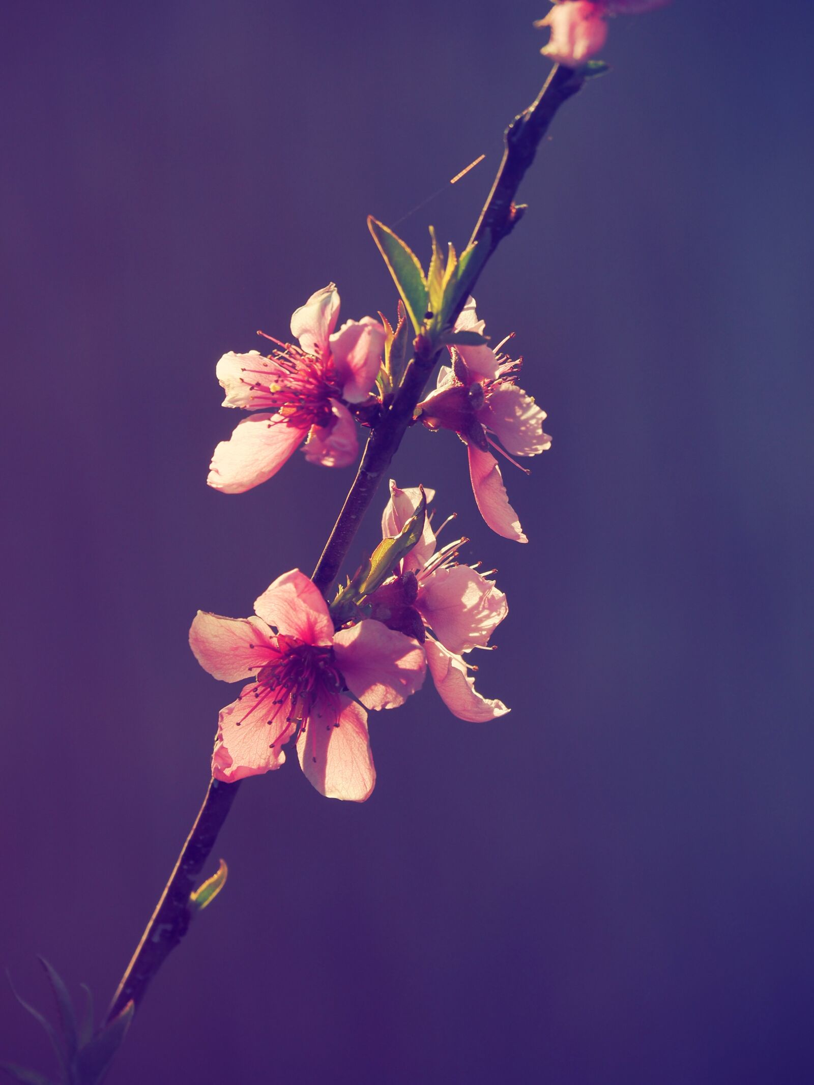 Olympus OM-D E-M10 II sample photo. Flower, peach, peach tree photography
